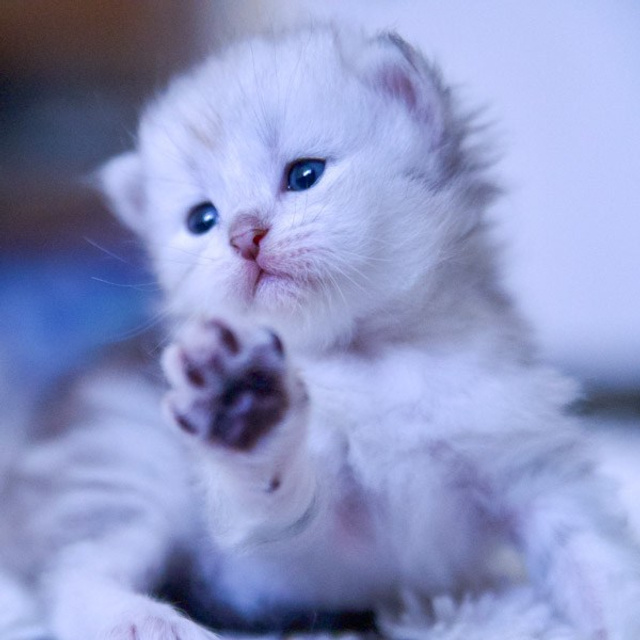 Cute bimetallic Siberian baby-kitten Astera Evy showing her black paw pads