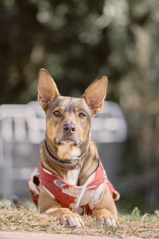 Blog de Valssy: historias, fotografía y mascotas. Valssy – Fotografía de mascotas en Uruguay. Retratos profesionales de perros y gatos