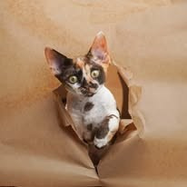 Dottie, girl, born on 06.06.24. Devon Rex Pixie Cattery