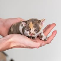 Dottie, girl, born on 06.06.24. Devon Rex Pixie Cattery