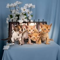 Dottie, girl, born on 06.06.24. Devon Rex Pixie Cattery