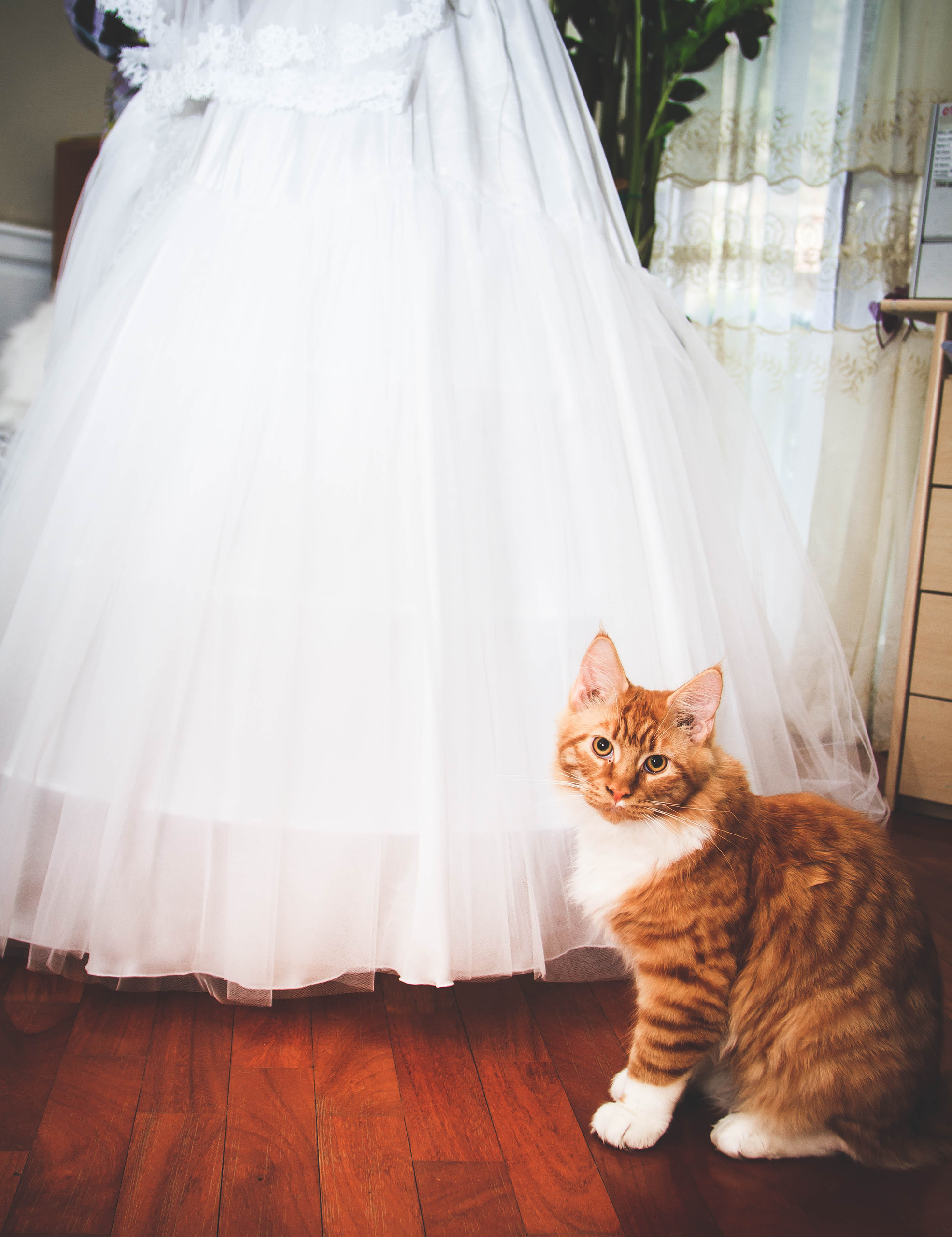 Weddings and other events. Family photographer in Tallinn Lia Usmanova