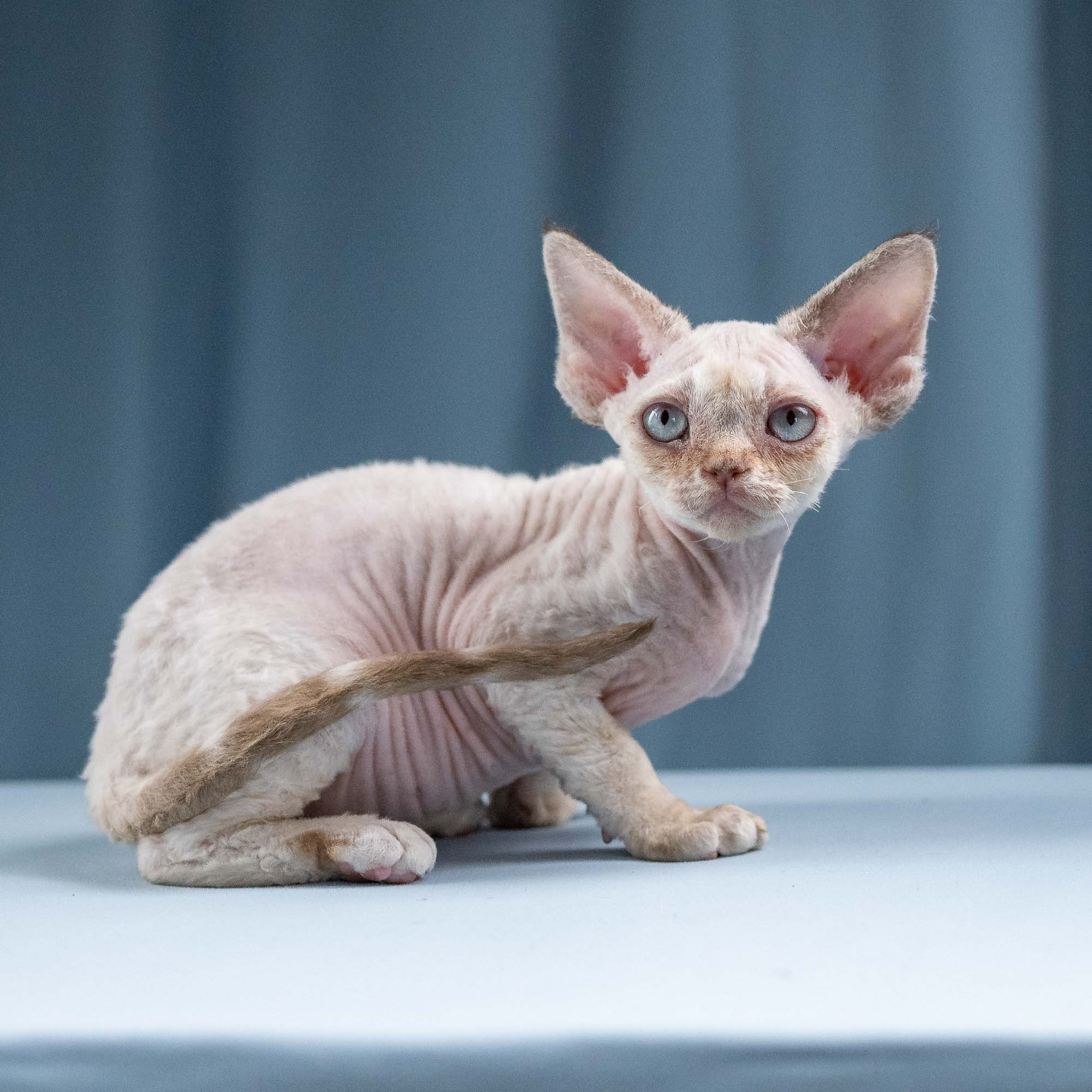 Ivy, girl, born 06.01.2025. Devon Rex Pixie Cattery