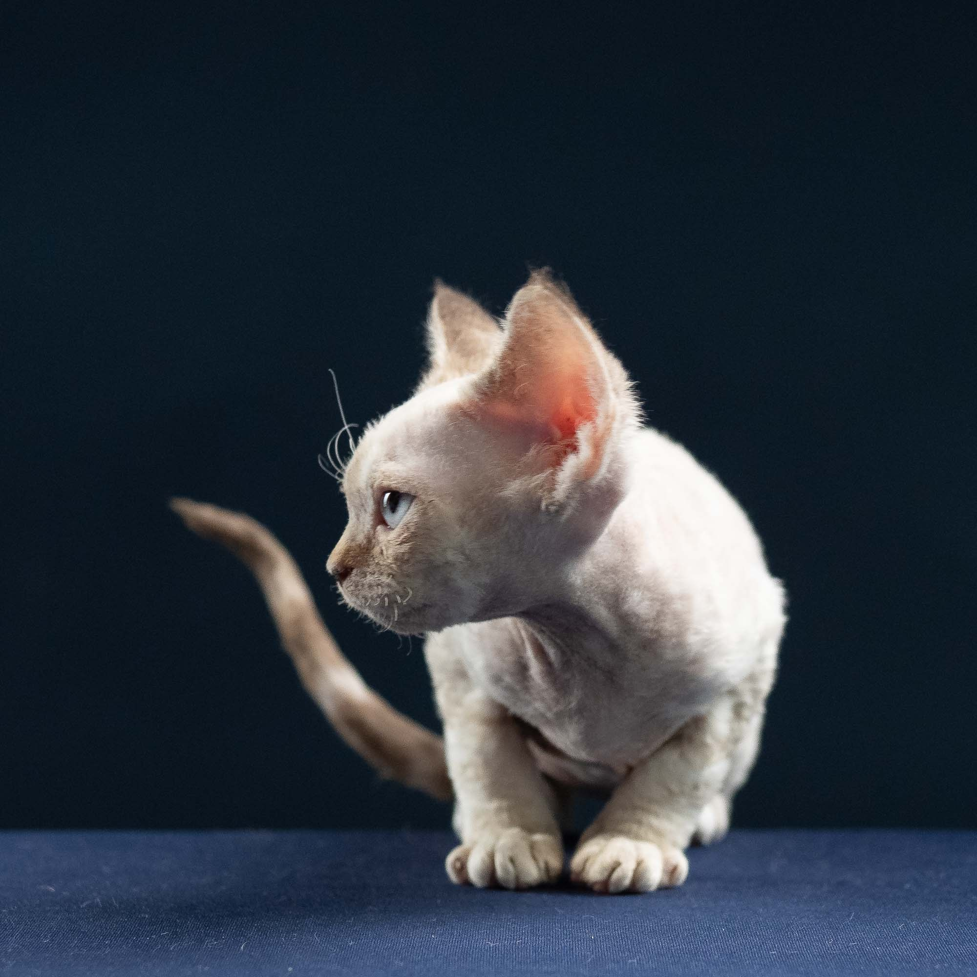 Ivy, girl, born 06.01.2025. Devon Rex Pixie Cattery