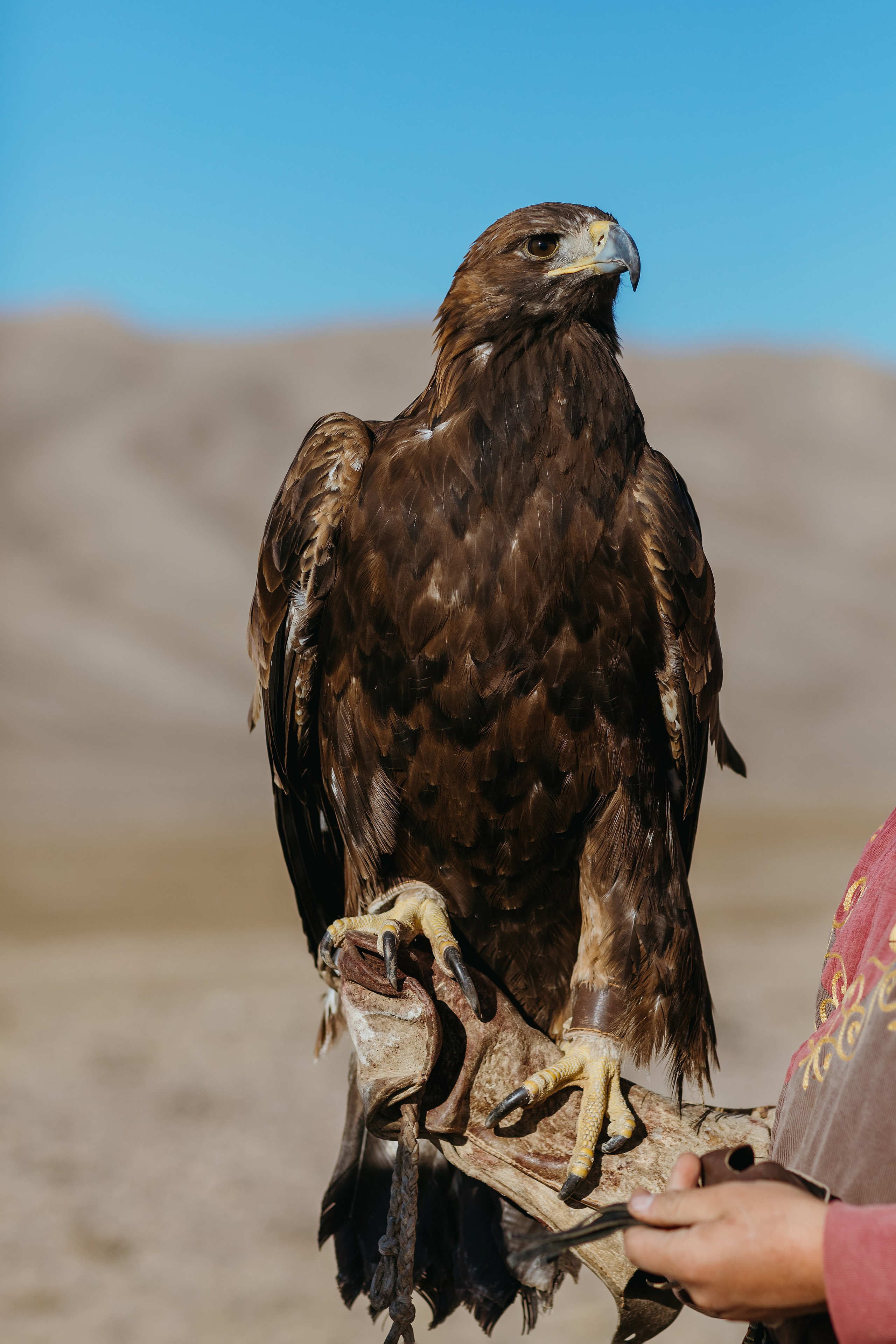 Предложение Дэниела и Джесс — Иссык-Куль, Каджи-Сай | Оксана Шувалова фотограф — Proposal Photos Kyrgyzstan (Issyk-Kul, Kajy-Say). Фотограф в Бишкеке Оксана Шувалова