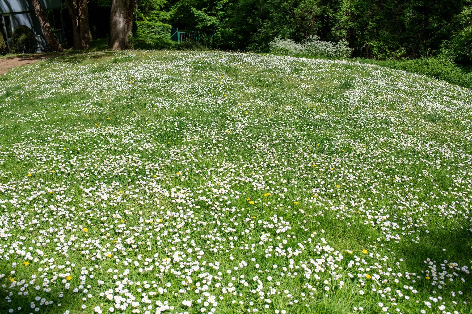 Field of blooming white daisies in the gardens of the Château de Monte-Cristo near Paris, France.