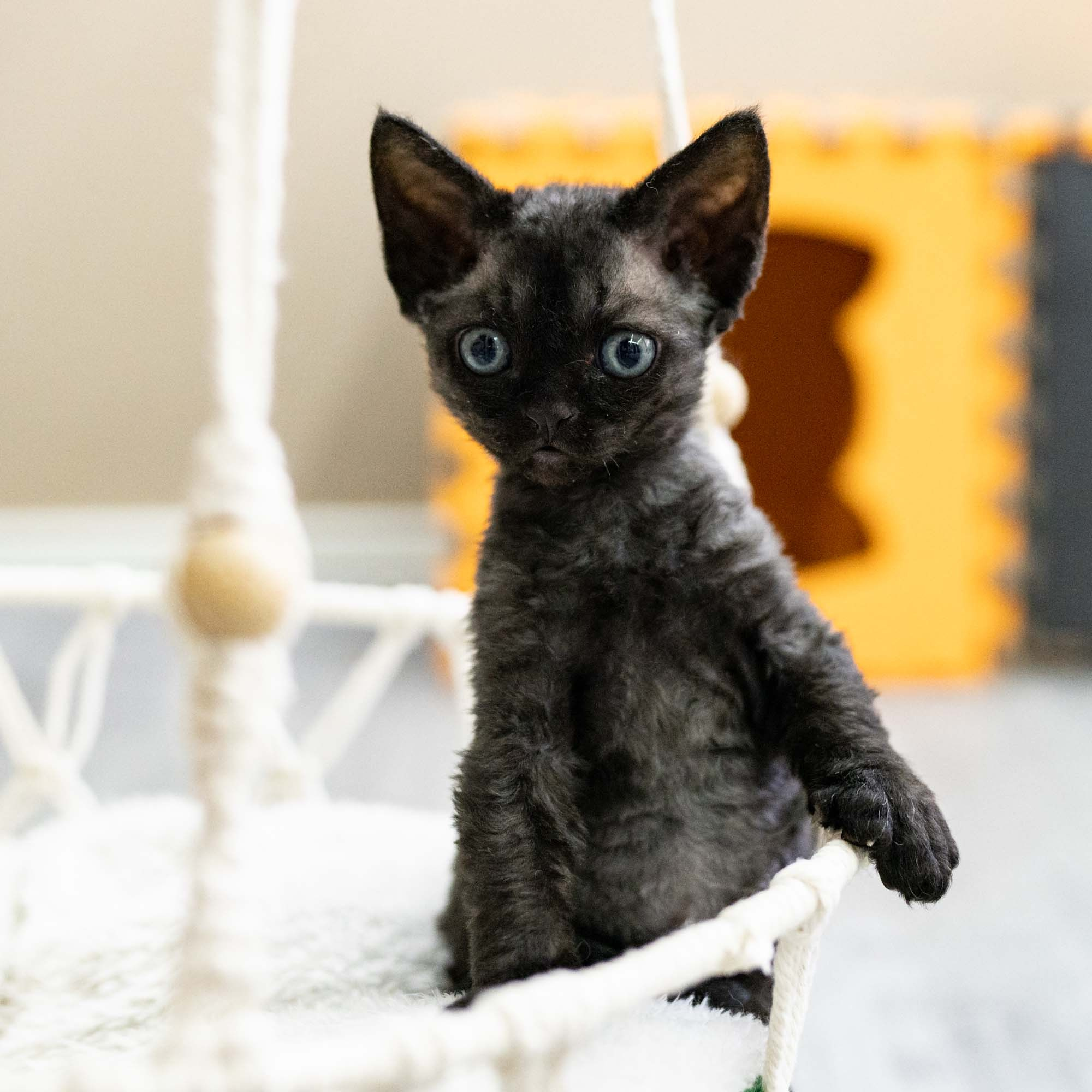 Smoke, boy,  born on  04.11.24, Sold. Devon Rex Pixie Cattery