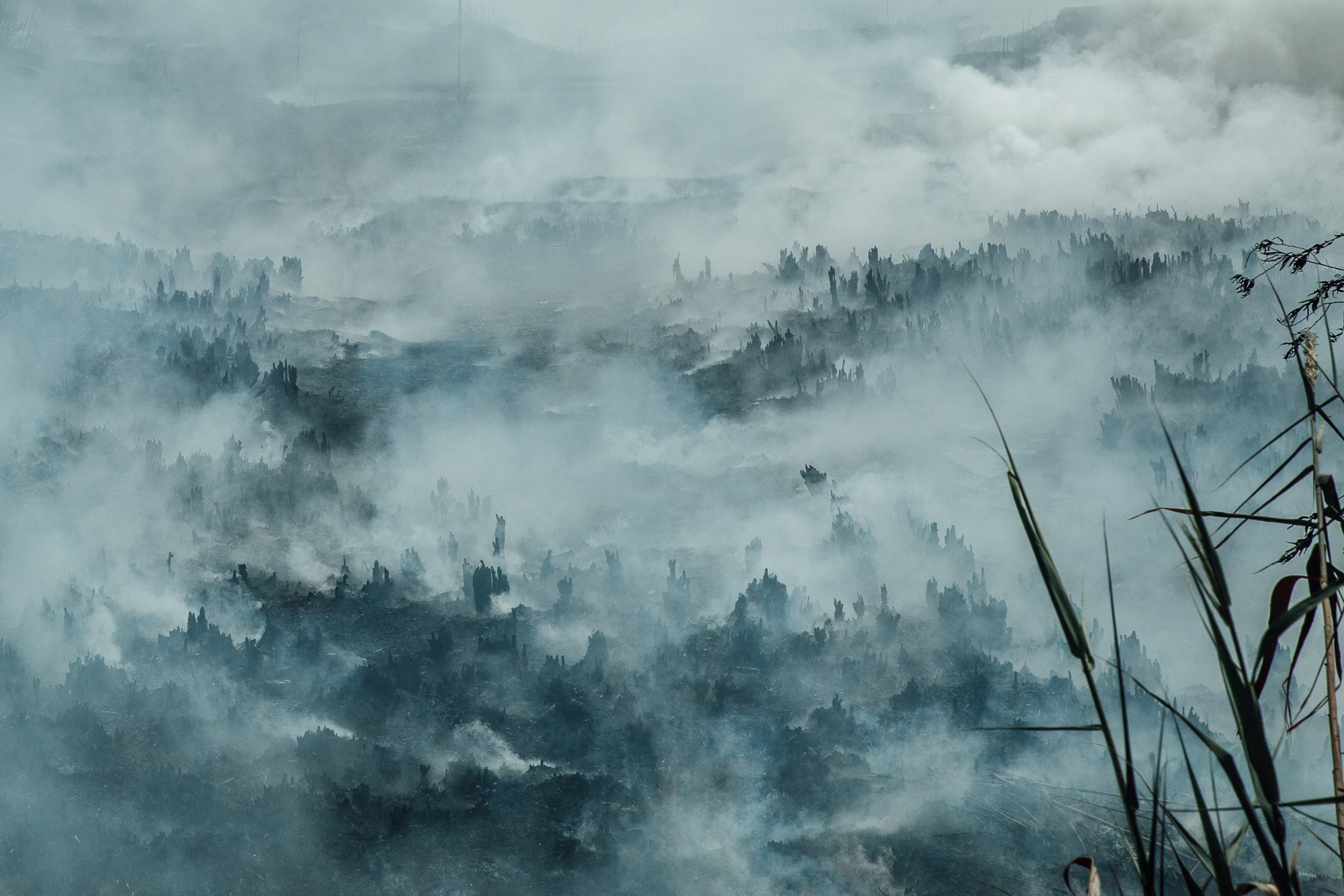 Təbiət Fotoqrafiyası və Portret Çəkilişləri. Bakıda Peşəkar Tədbir, Love Story və Təbiət Fotoqrafı — Elşən Baba