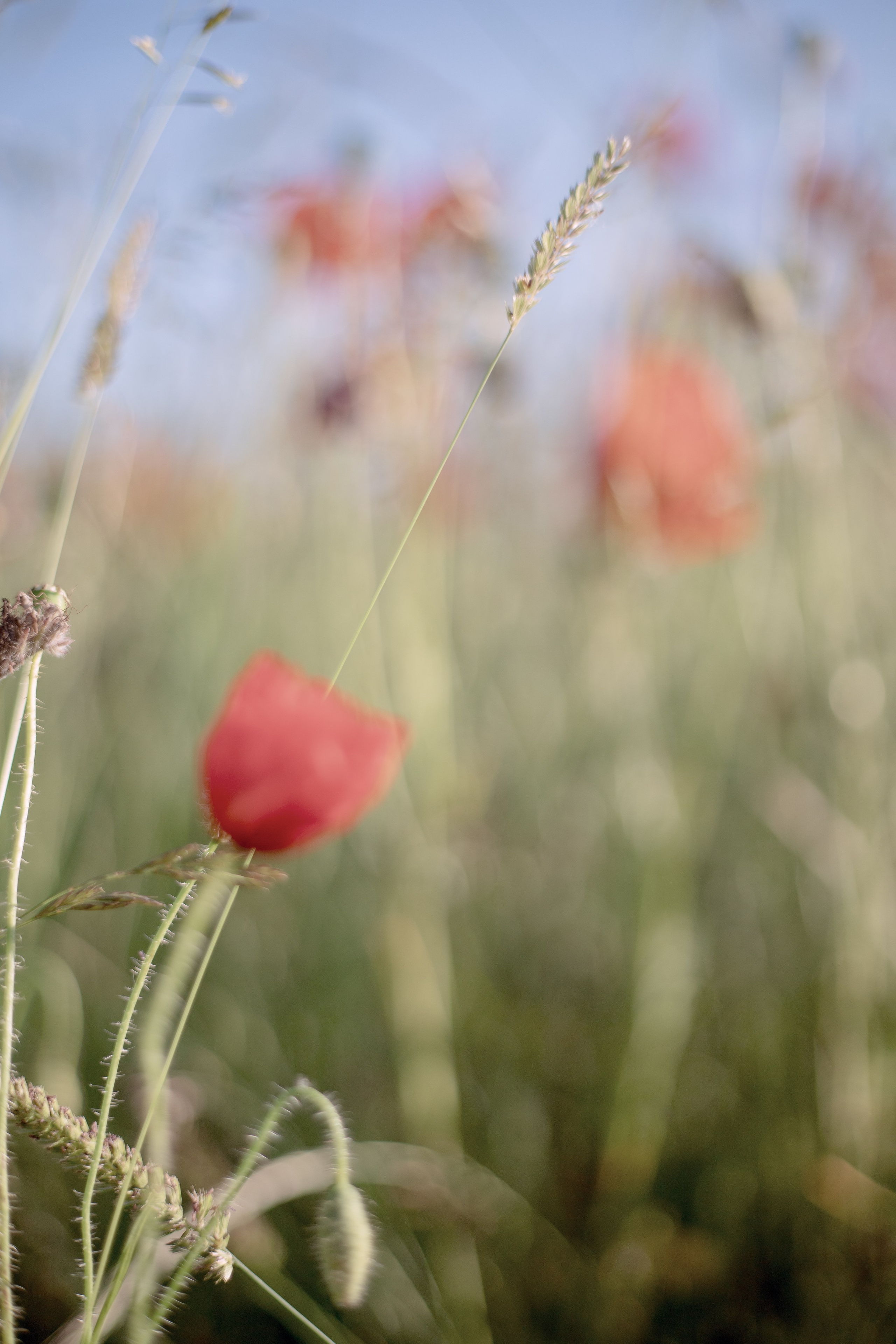 POPPIES PULSE. Natalja Poplavska — Visual artist, Photographer, East Sussex, London
