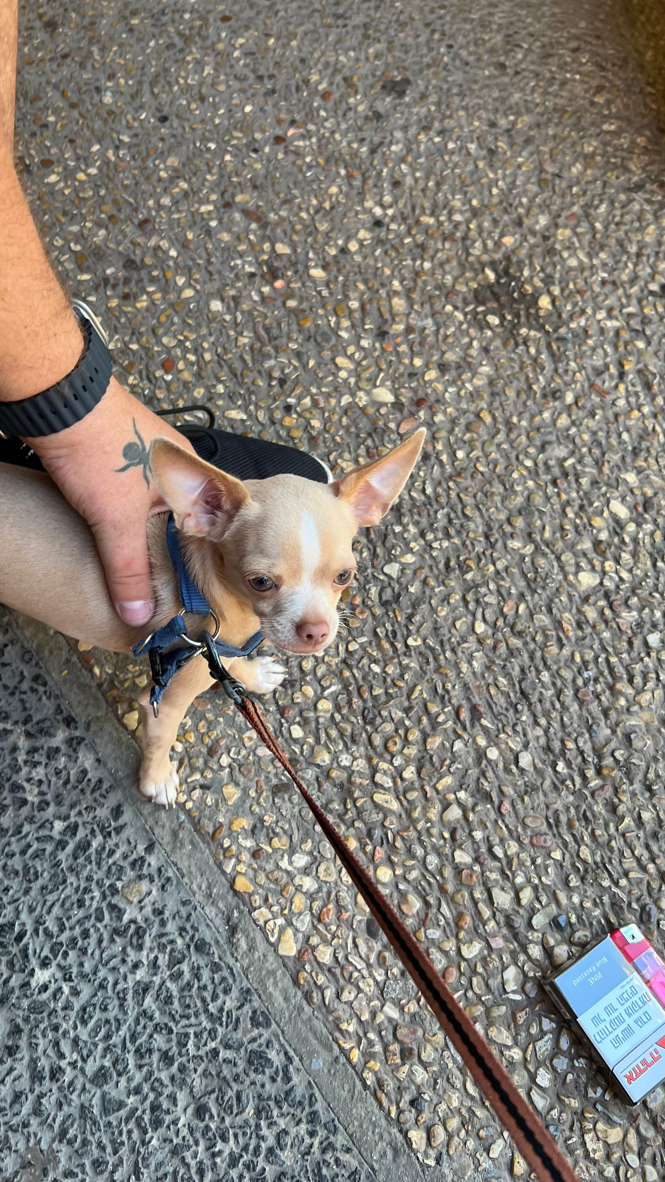 A friend's dog - small and cute