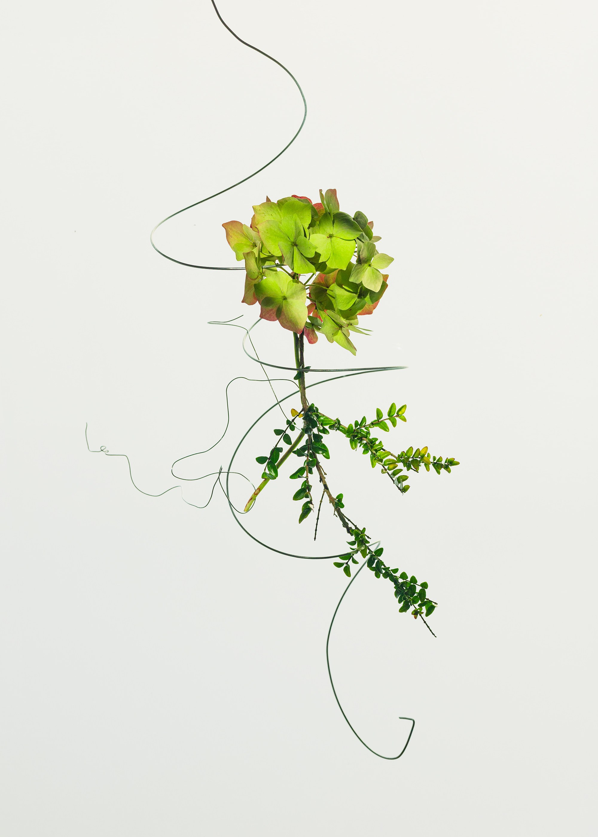 Marina Tsaregorodtseva still life Sony award