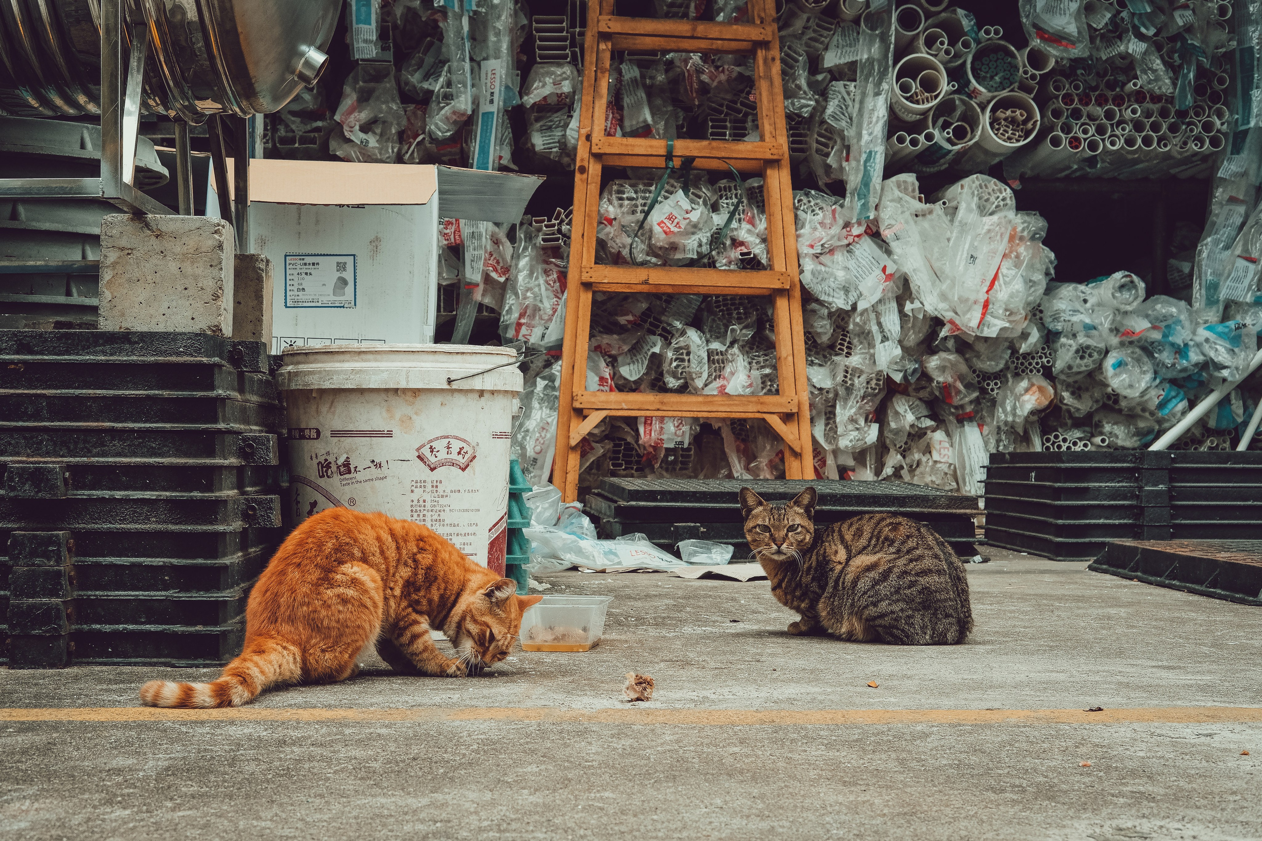 Stray Cat Dongguan China | Stray Cats Photography