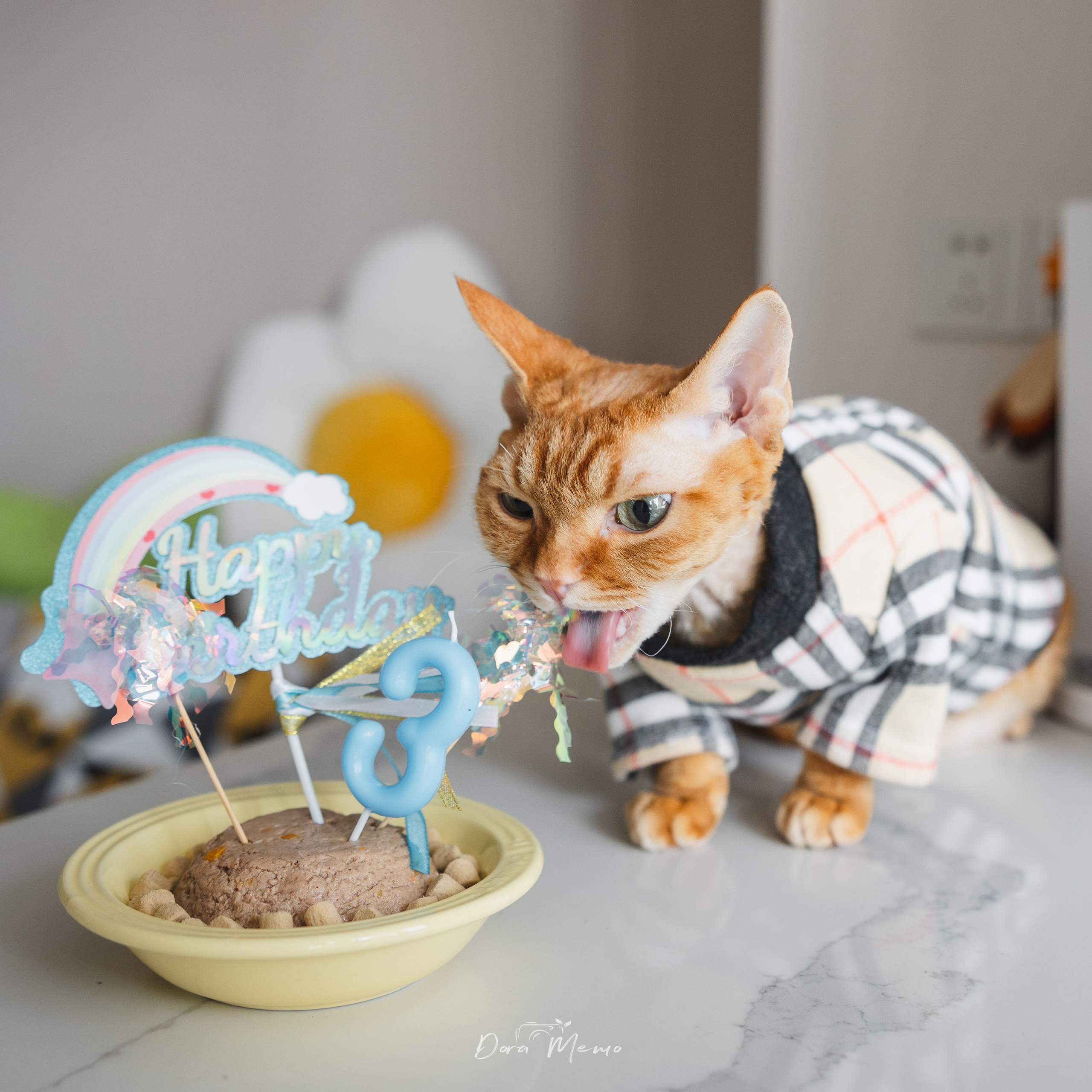Devon Rex cat eating a birthday cake during a pet birthday photoshoot