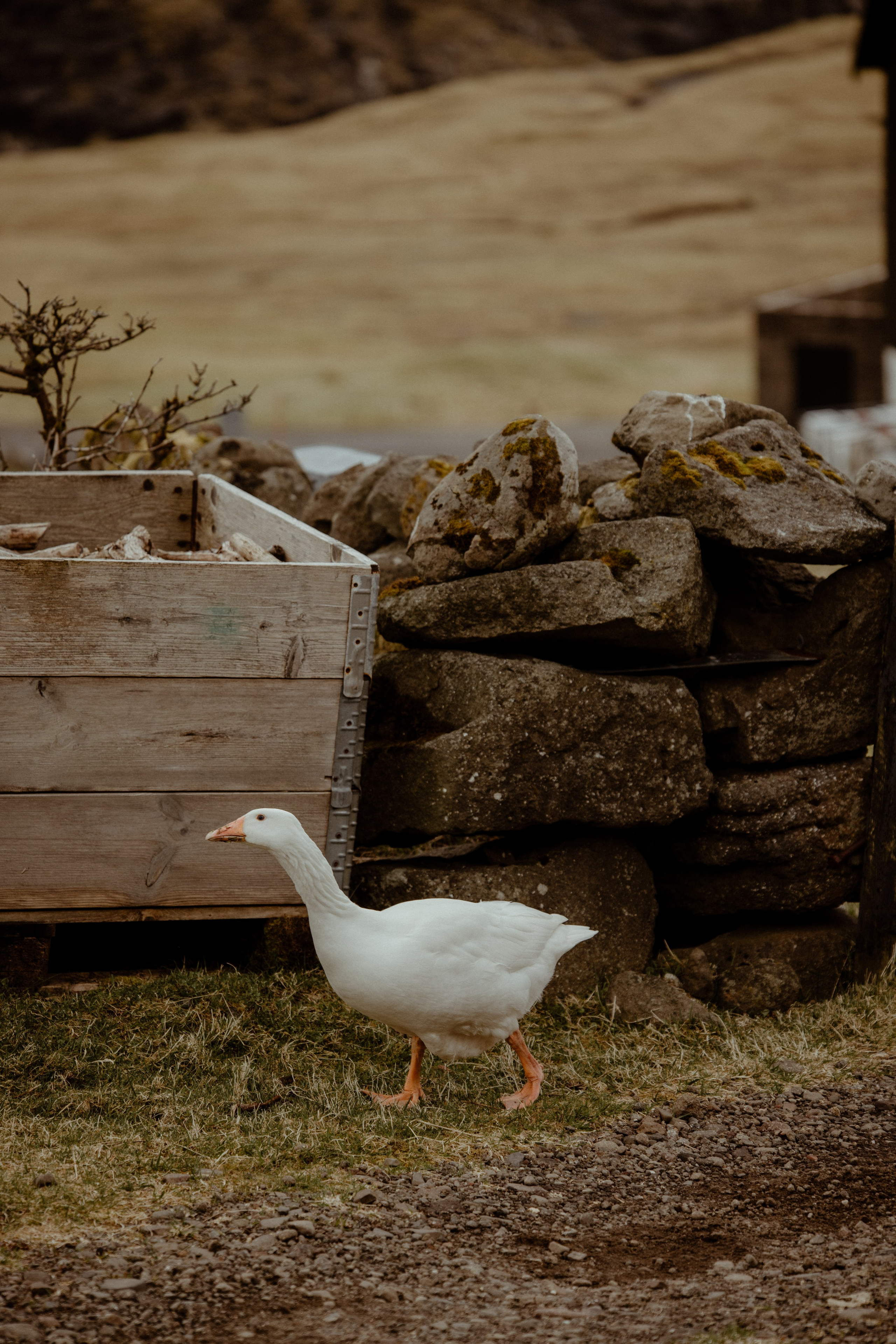 Faroe Islands elopement | Adventure wedding in Faroe Islands. Iceland elopement photographer & videographer