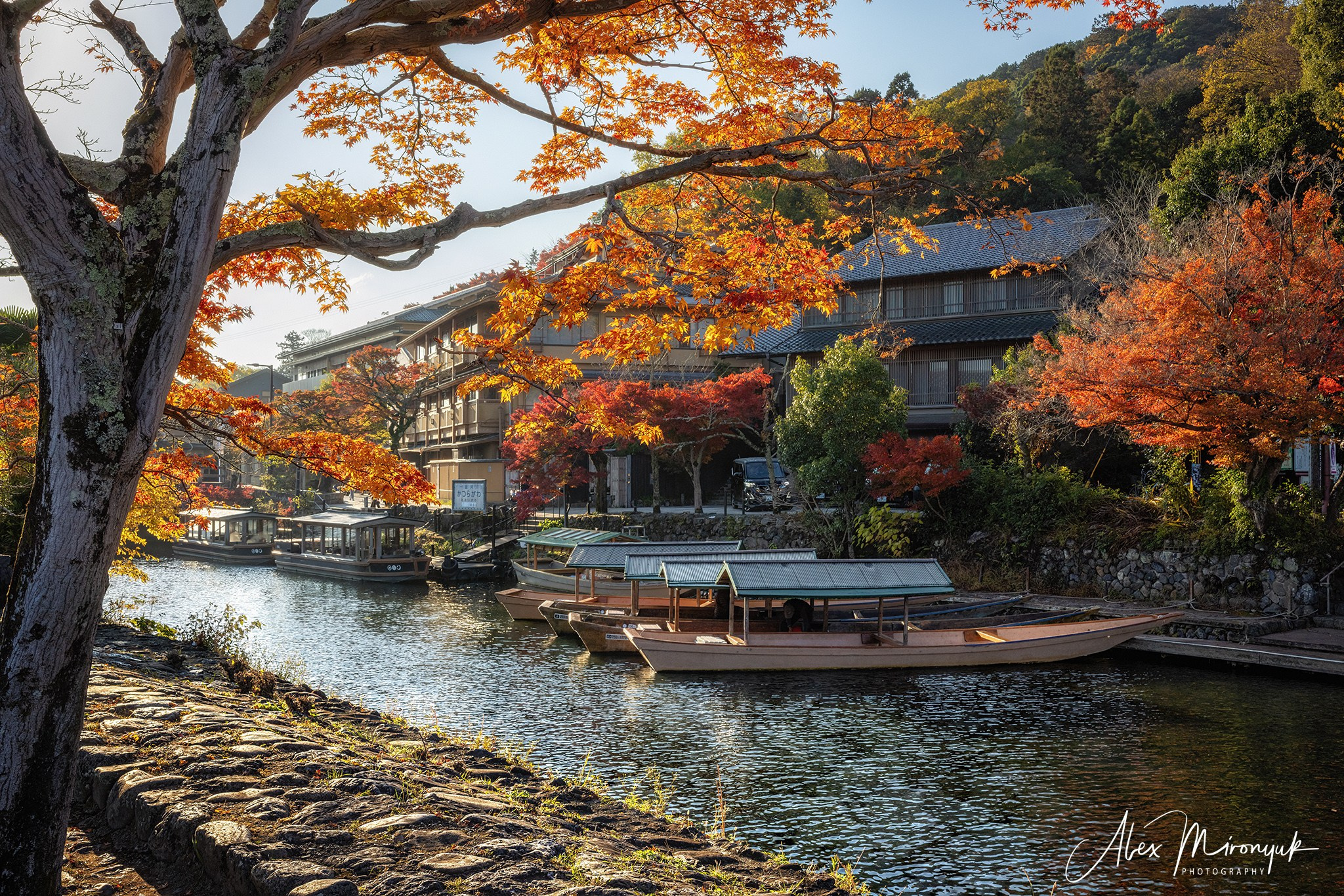 Autumn Colors of Japan. Pet, Senior, Landscape, portrait studio, photographer in Miami and Sou
