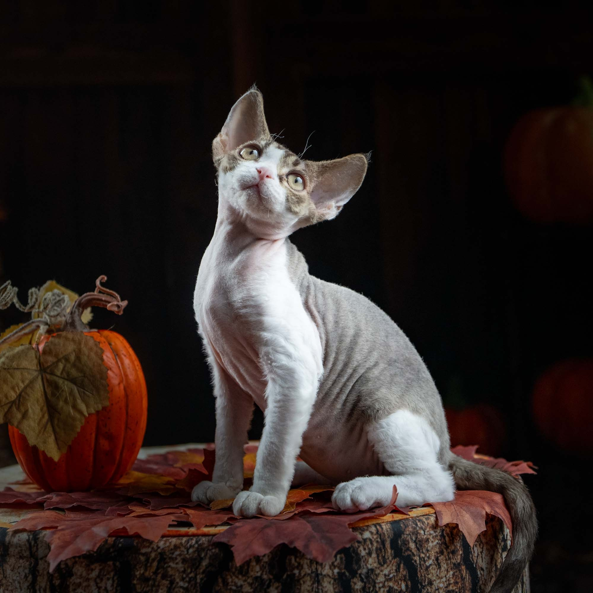 Eddie, boy, born on 06.09.24 Sold. Devon Rex Pixie Cattery