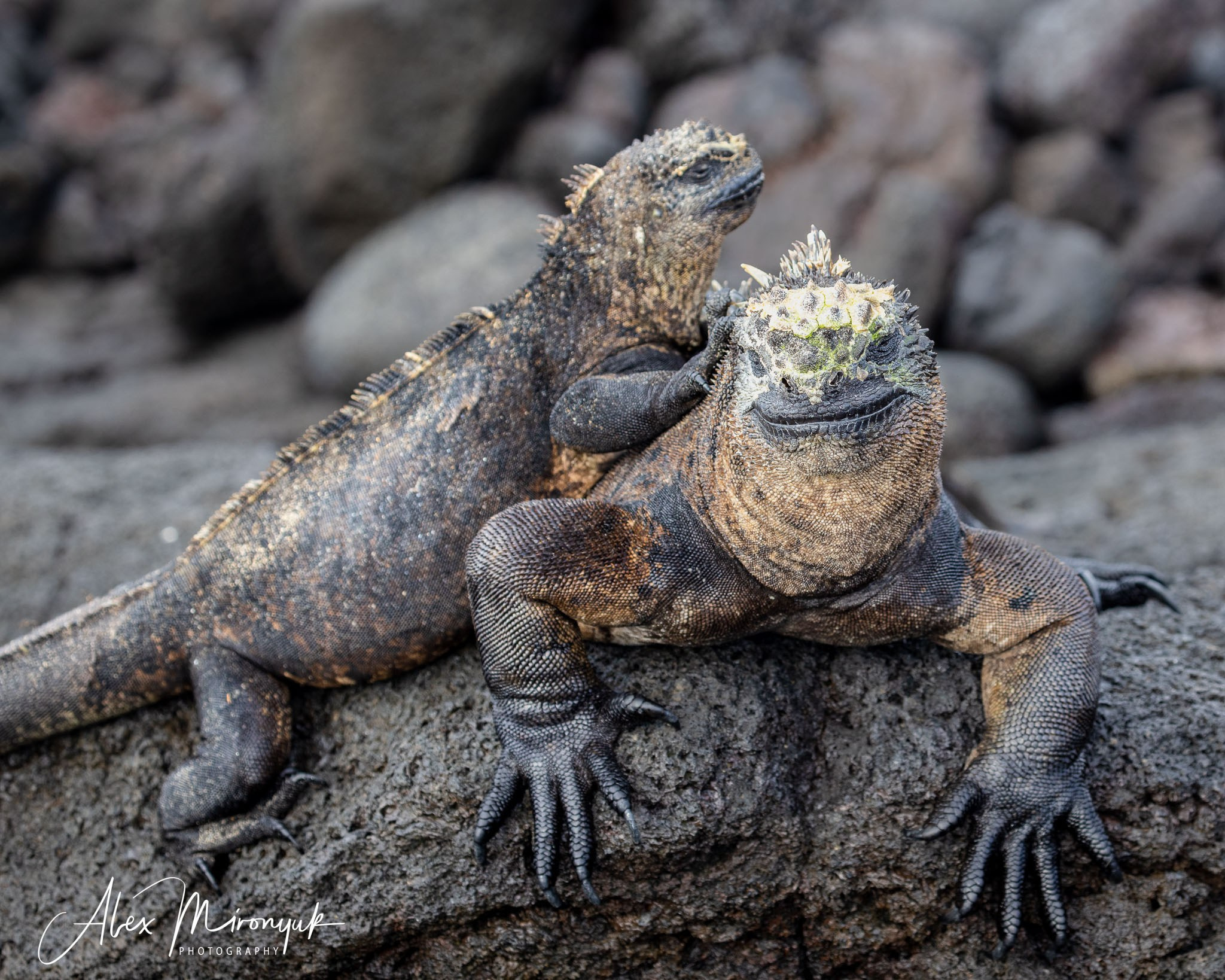 Galapagos Islands Adventure. Alex Mironyuk Photography