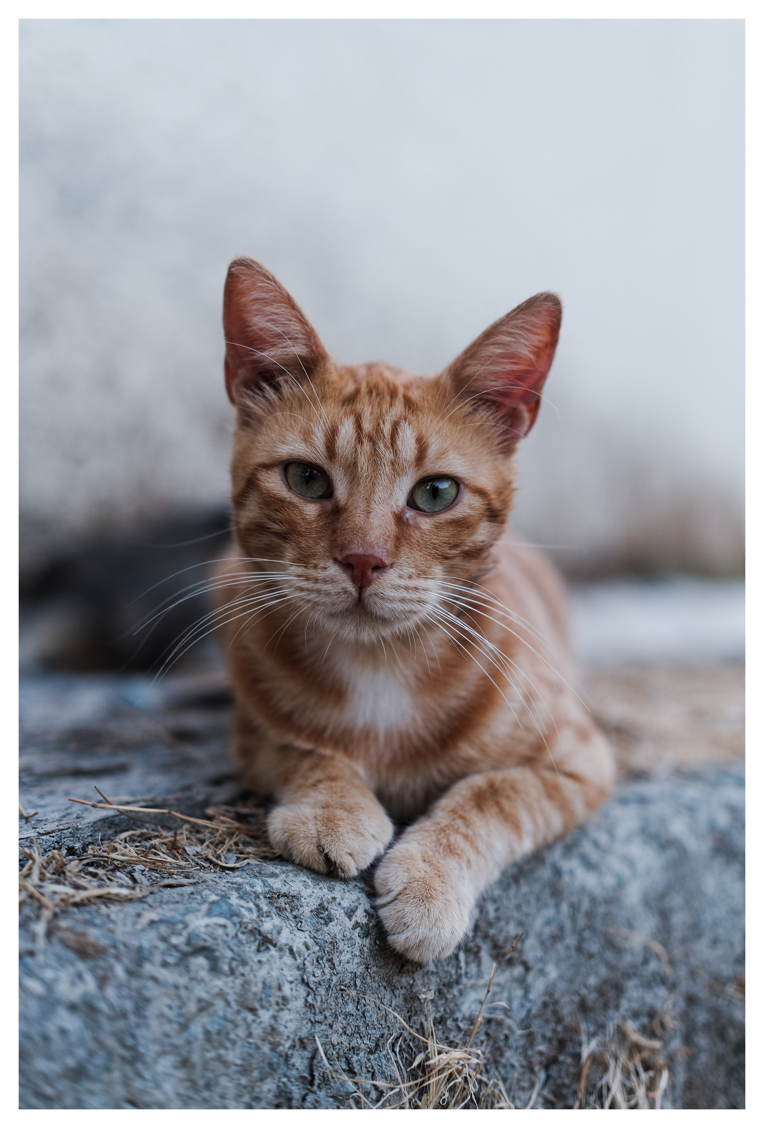 Stray Cats 🐾 | Stray cats from all the World | YuKoPhotography 📷. 中国街头摄影 | The Streets of China Through My Eyes | 深圳