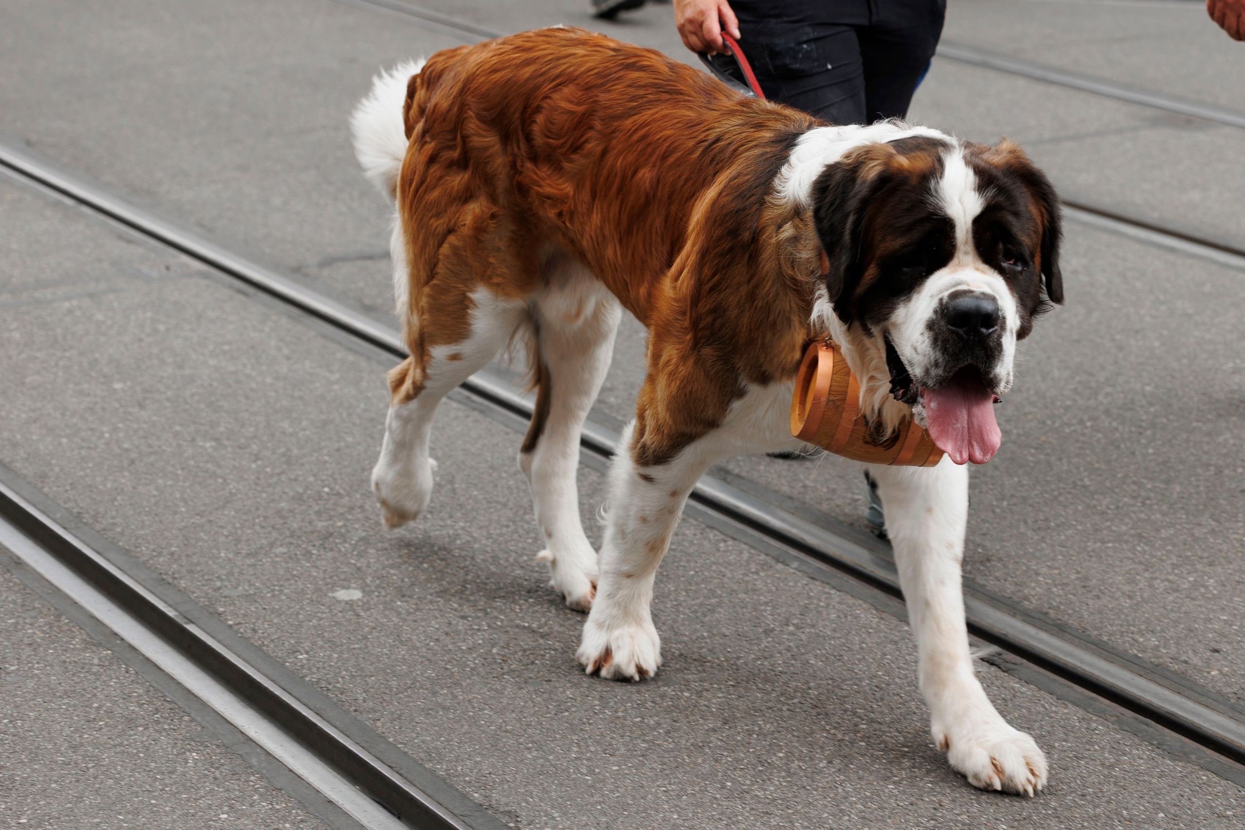 Trachtenfest 24. FotoStory by Lana Gfeller / Kanton Zürich