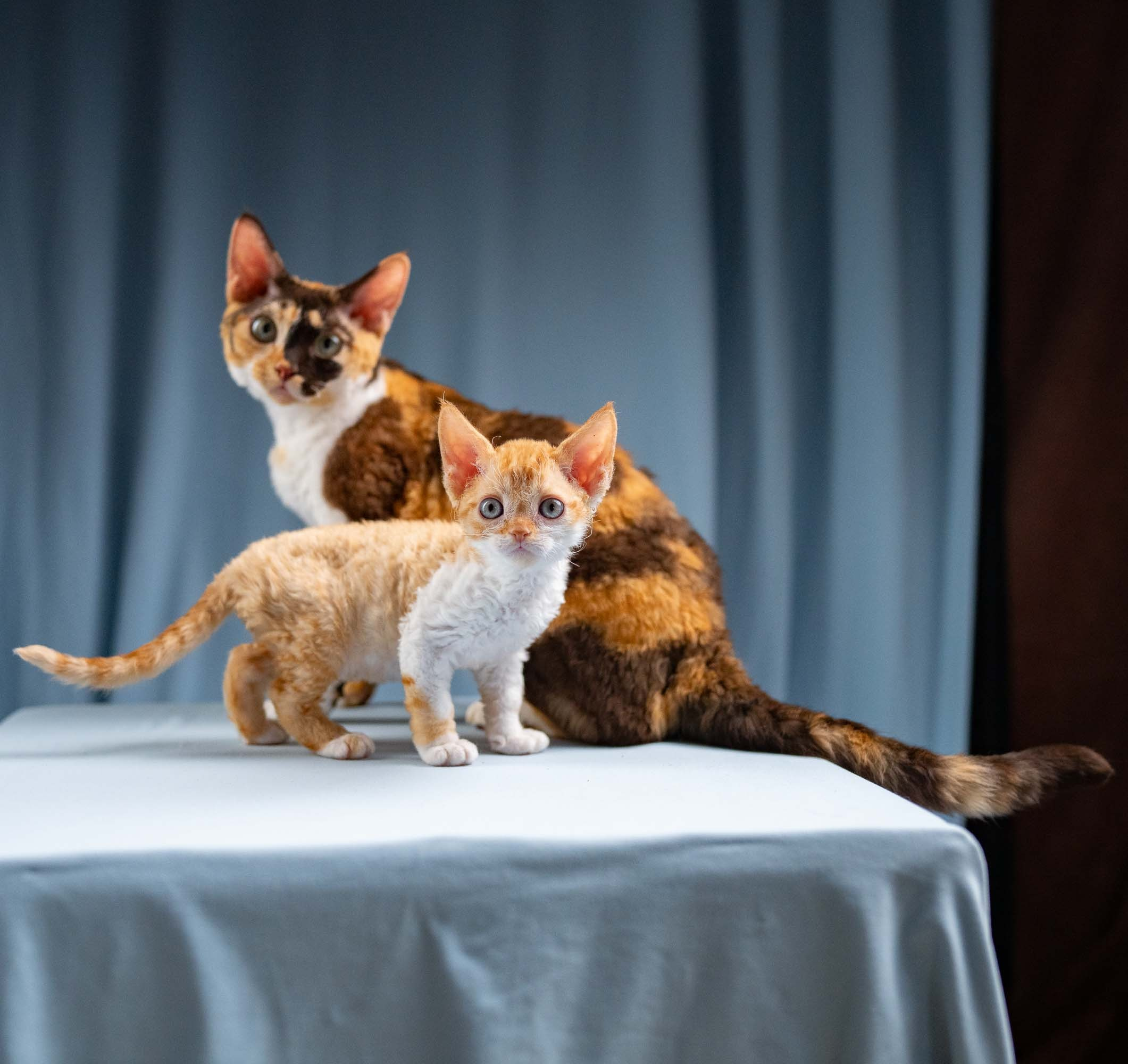 Jessie, girl, born 06.25.2025. Devon Rex Pixie Cattery