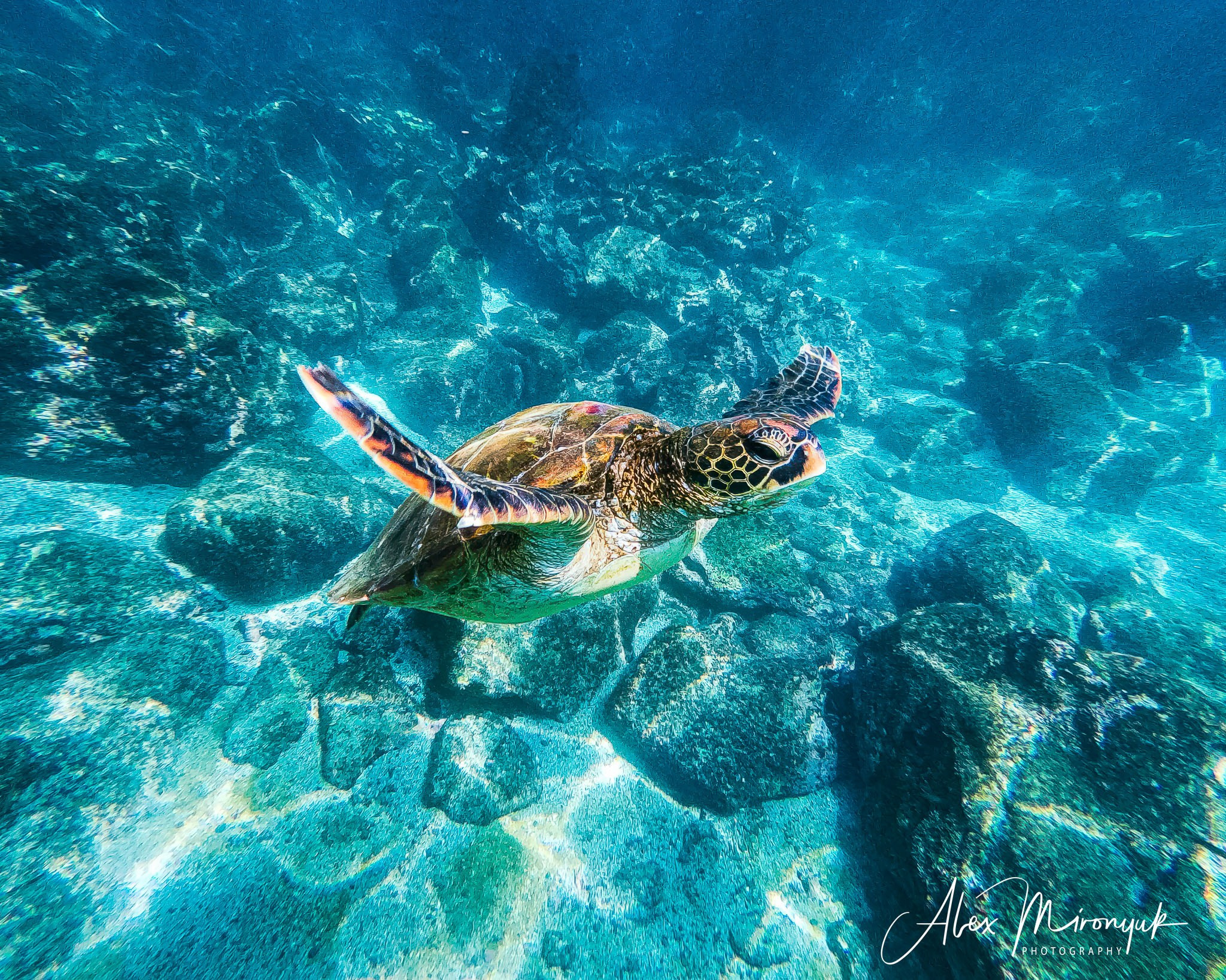 Galapagos Islands Adventure. Alex Mironyuk Photography