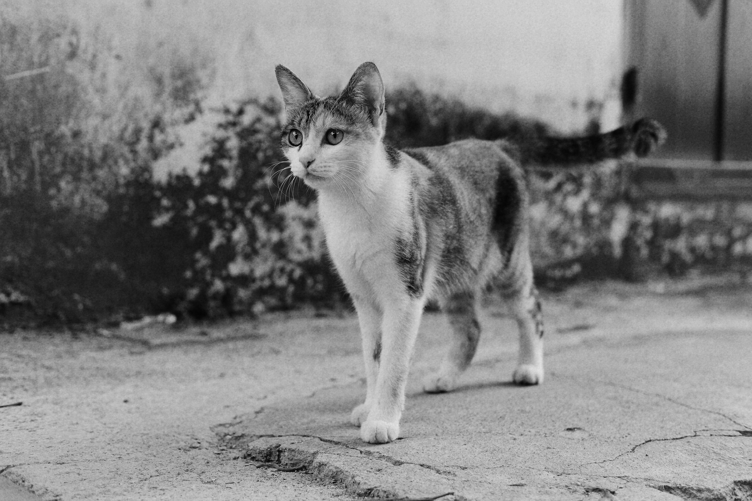 Stray Cats 🐾 | Stray cats from all the World | YuKoPhotography 📷. 中国街头摄影 | The Streets of China Through My Eyes | 深圳