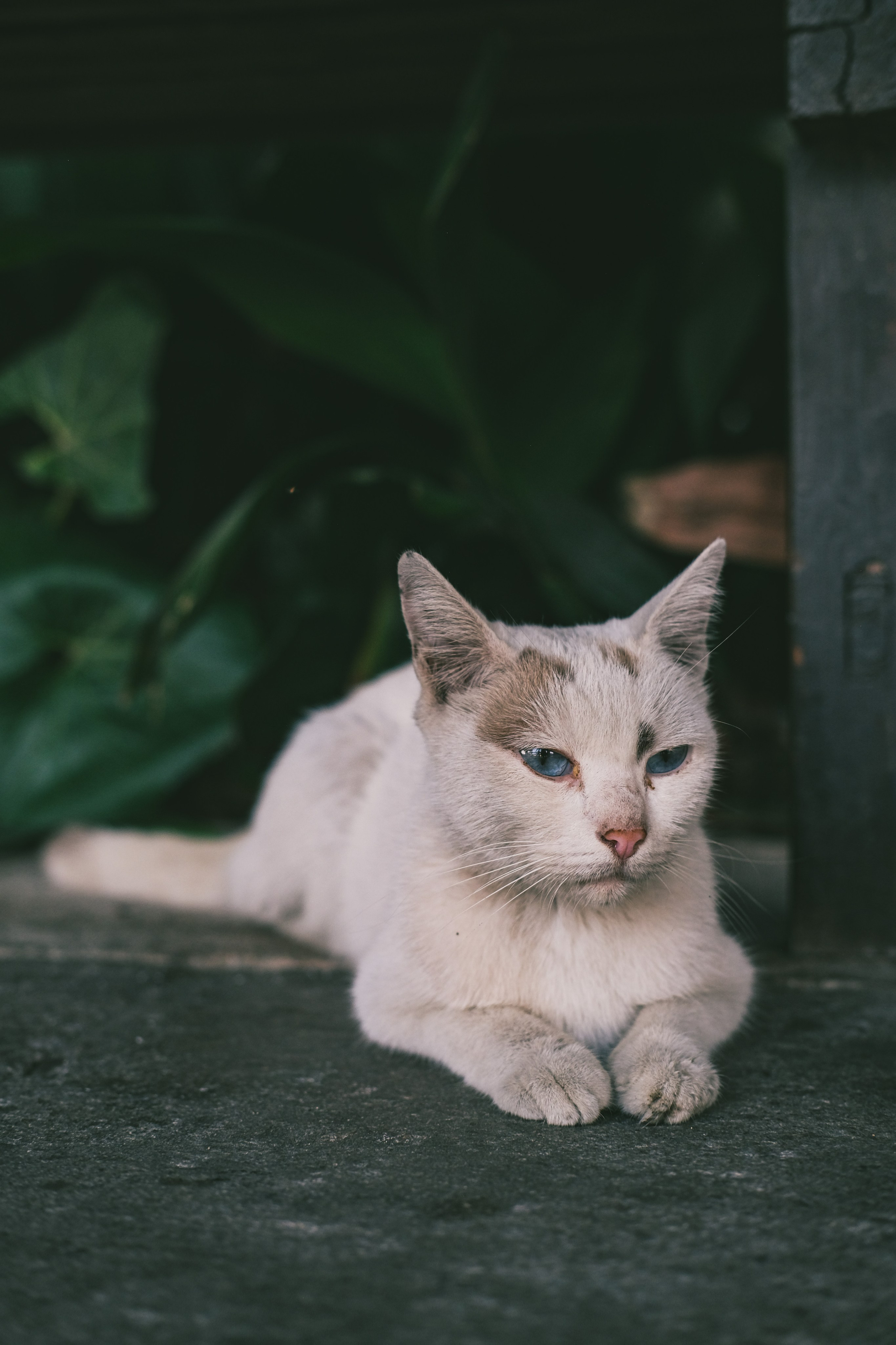 A Little Life Between the Streets