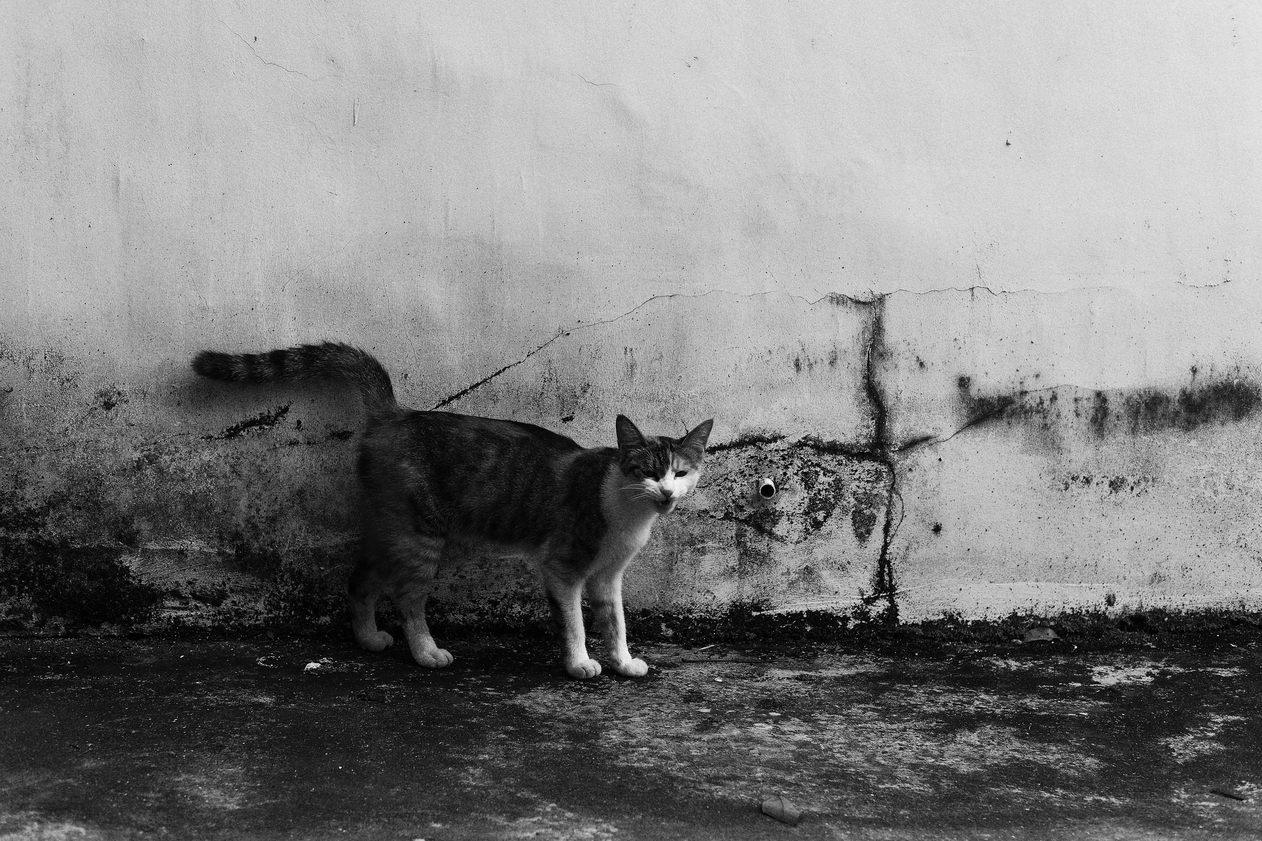 Stray Cat