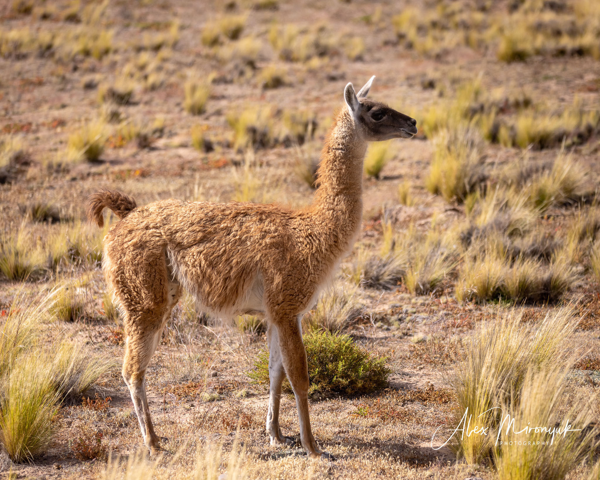 Unknown Northern Argentina. Pet, Senior, Landscape, portrait studio, photographer in Miami and Sou