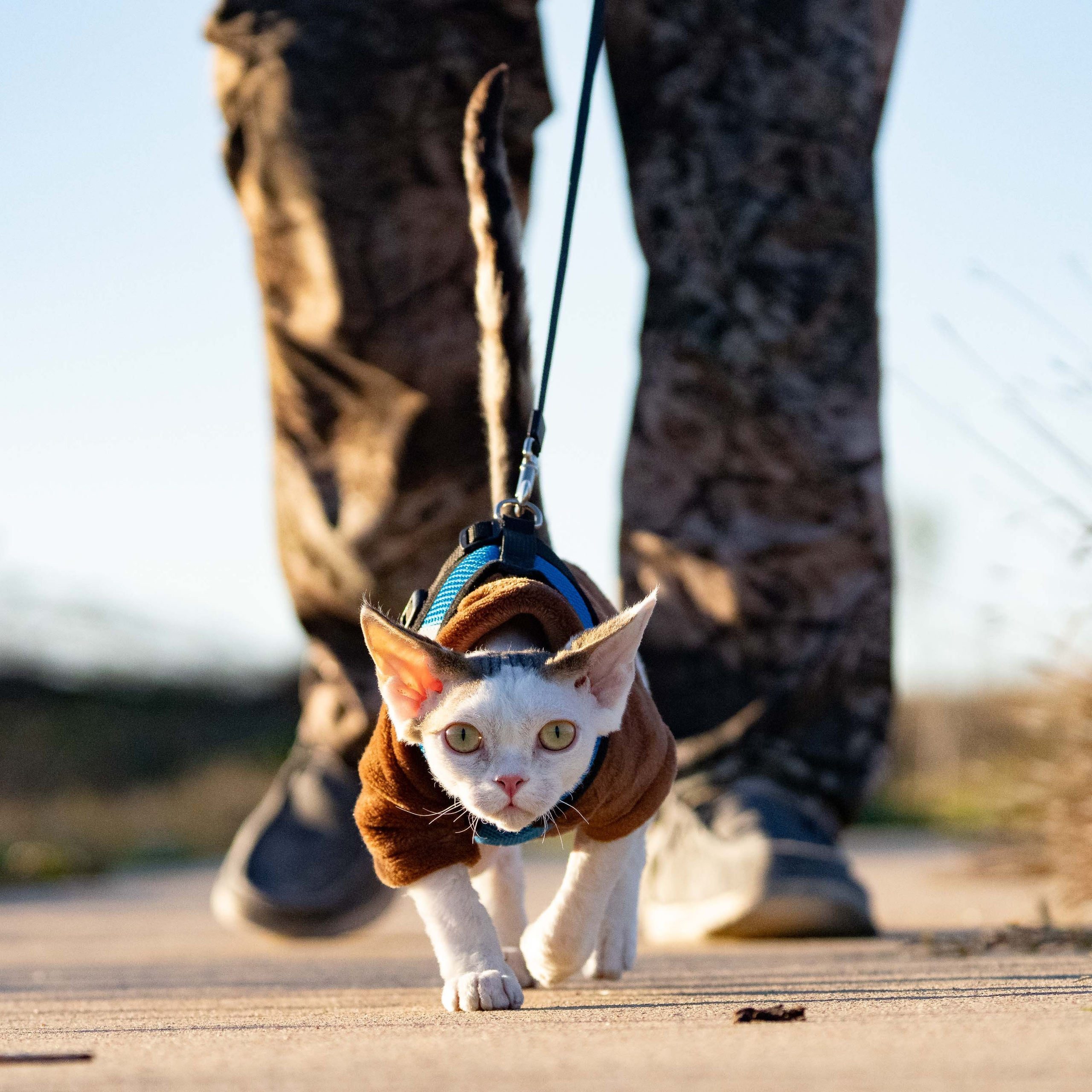 Oscar, boy, born 04.15.2025. Devon Rex Pixie Cattery