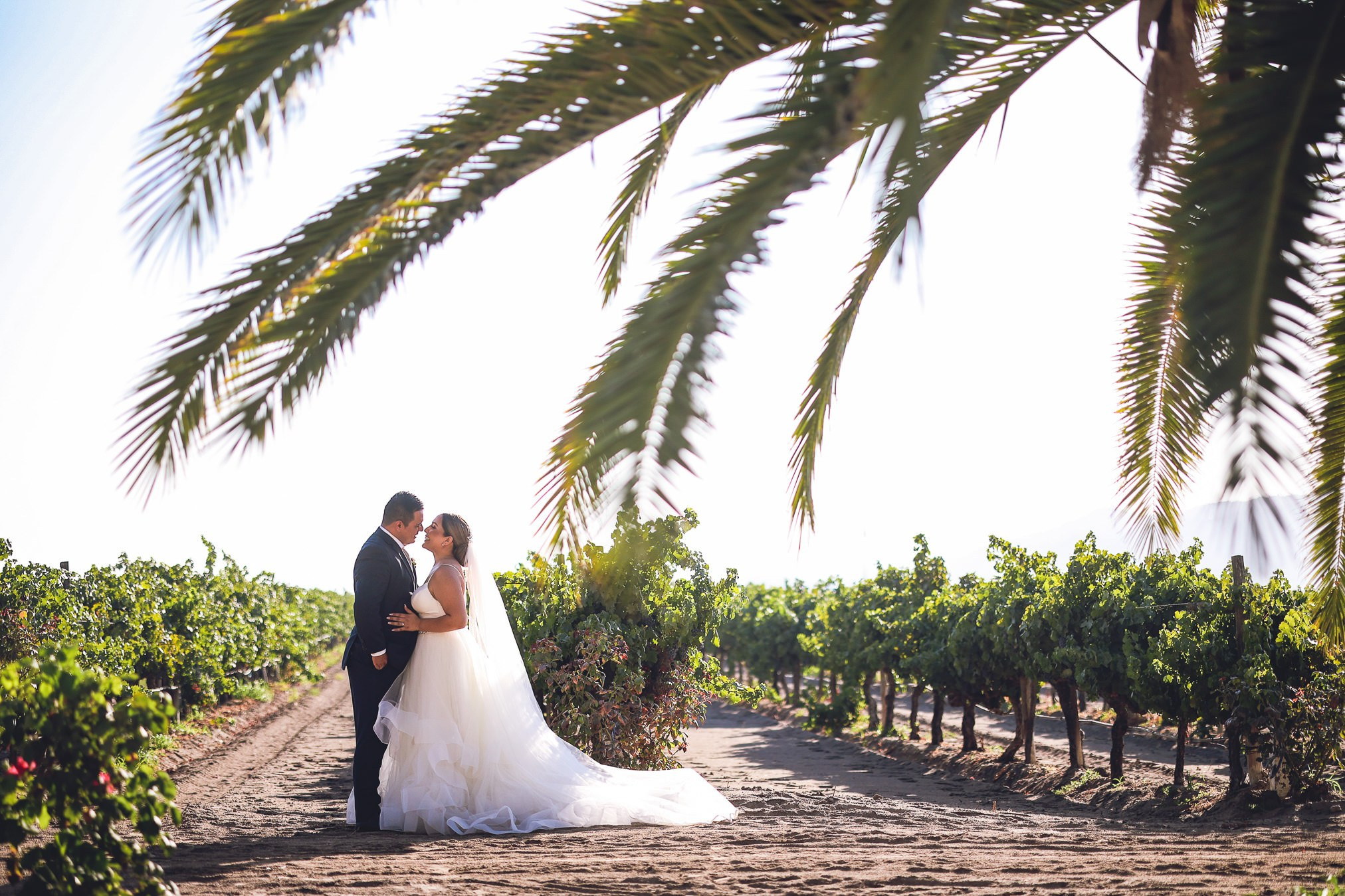 LA Cetto Valle de Guadalupe Boda Araceli e Israel. Estudio de fotografia en Tijuana