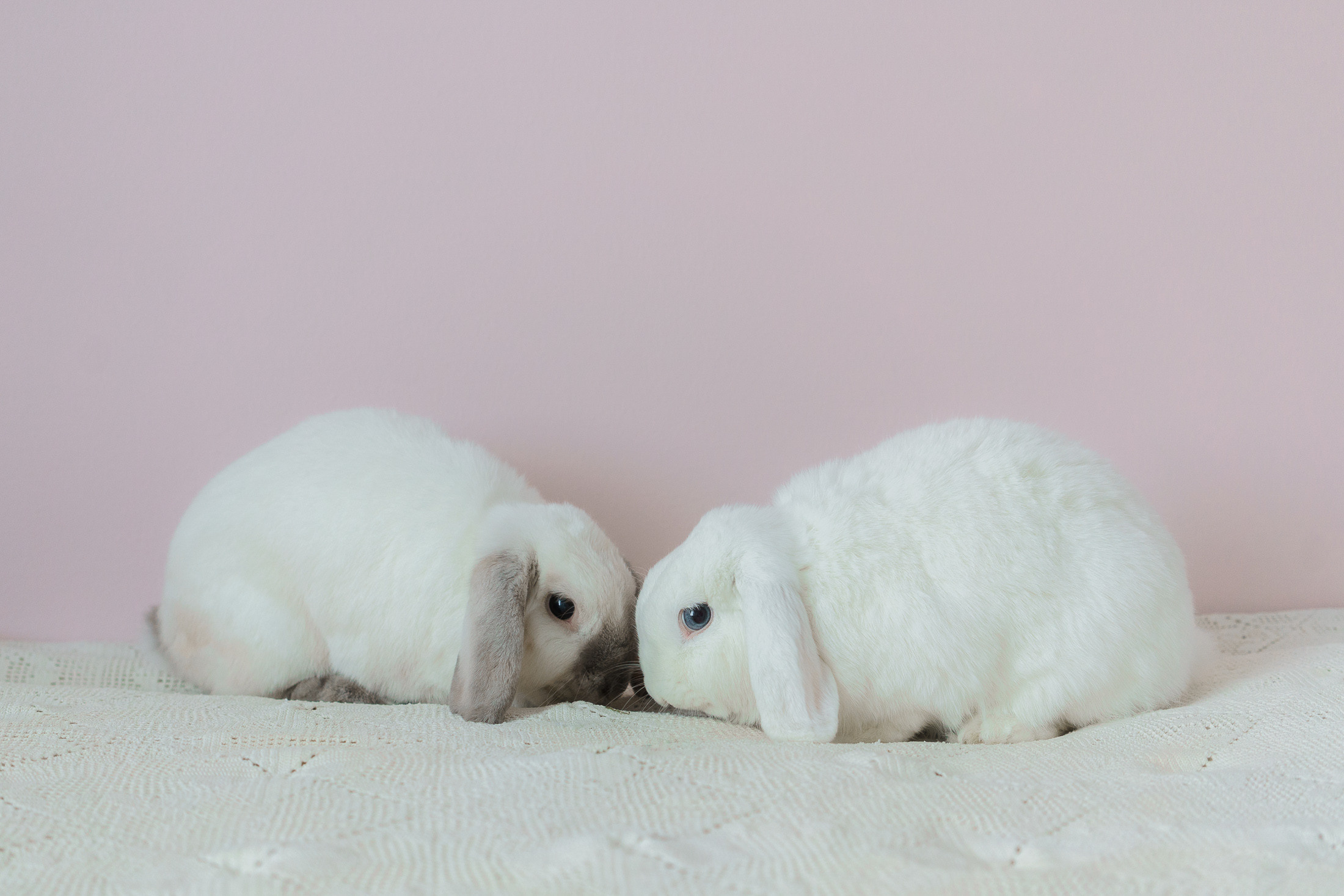 Lemmikkieläinkuvaus Helsingissä