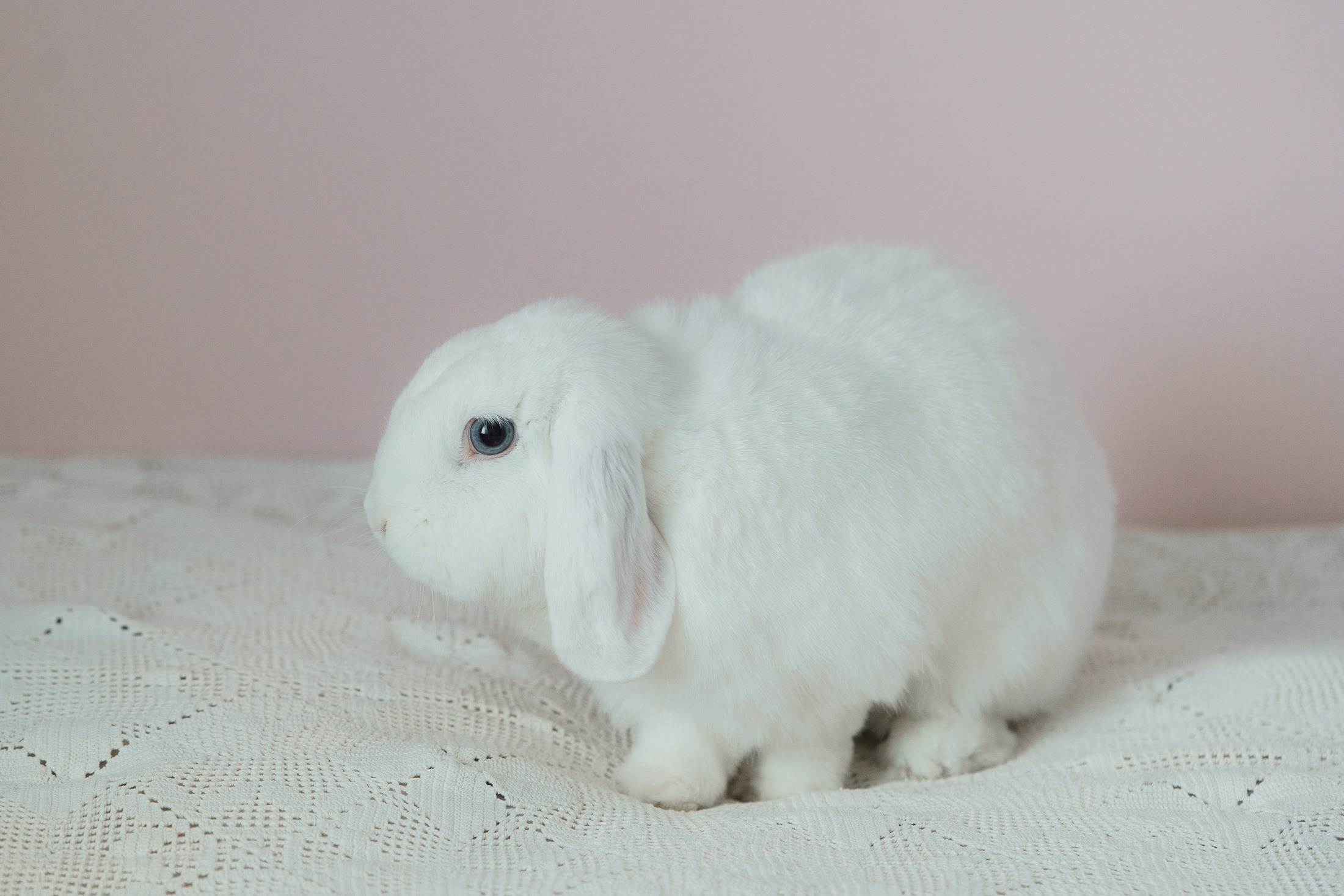 Lemmikkieläinkuvaus Helsingissä