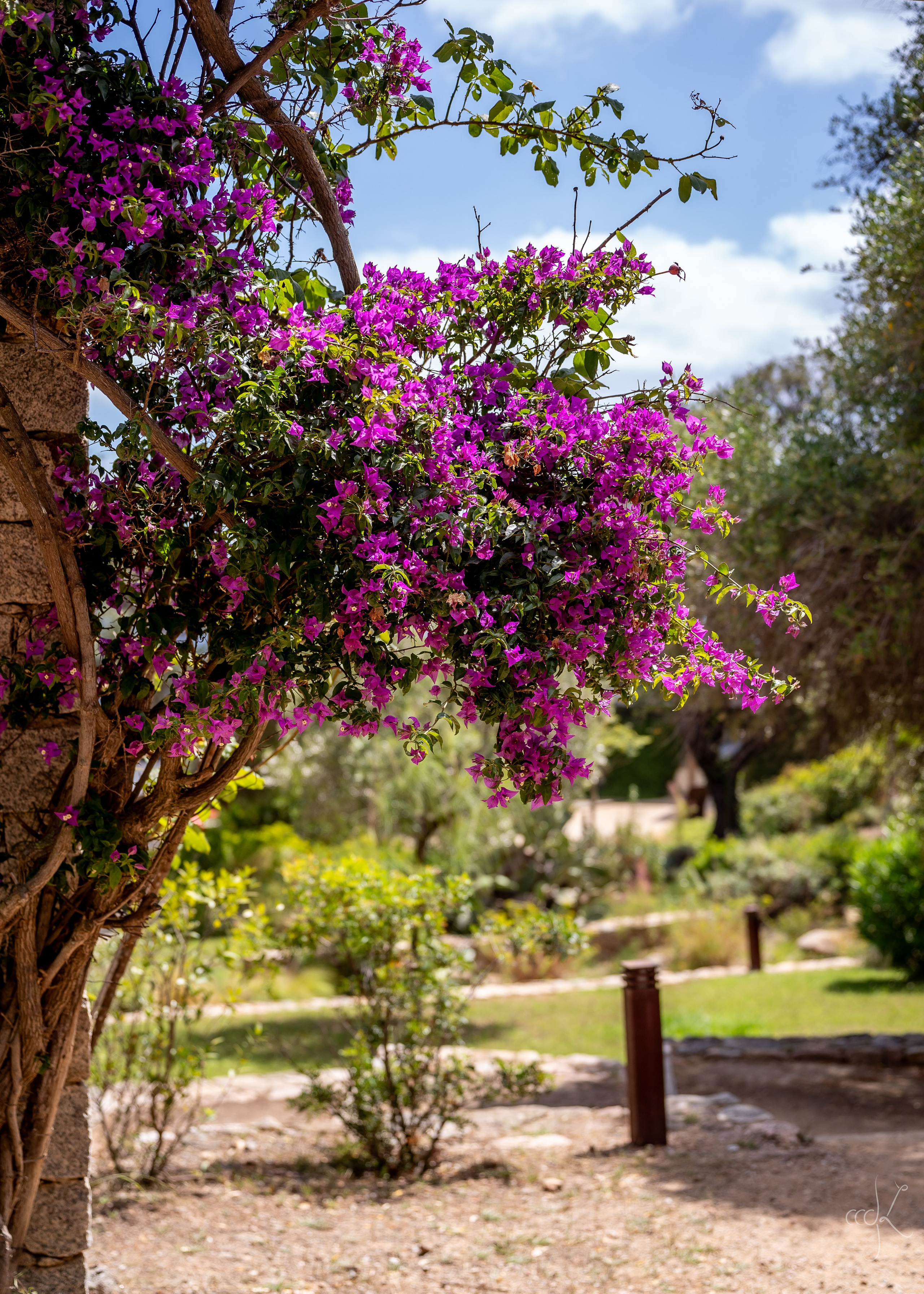 FLOWTIME: the 6th Cargèse summer school. Expect Miracles Photography by Kate & Andrew