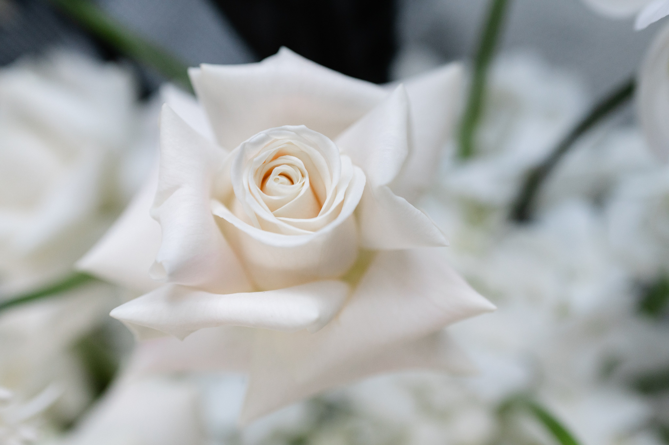 About me. Alexandra Hanu Photographer