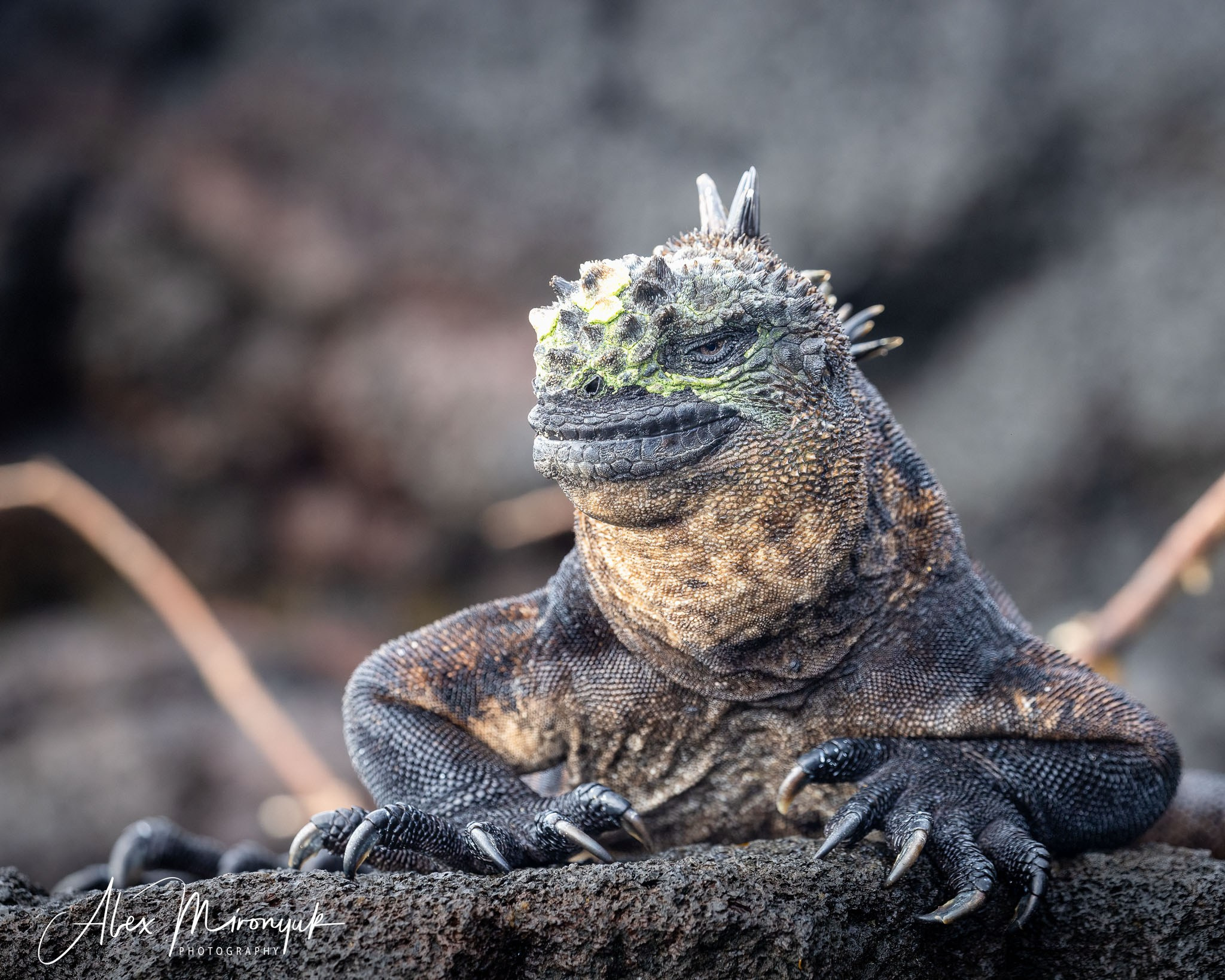 Galapagos Islands Adventure. Alex Mironyuk Photography