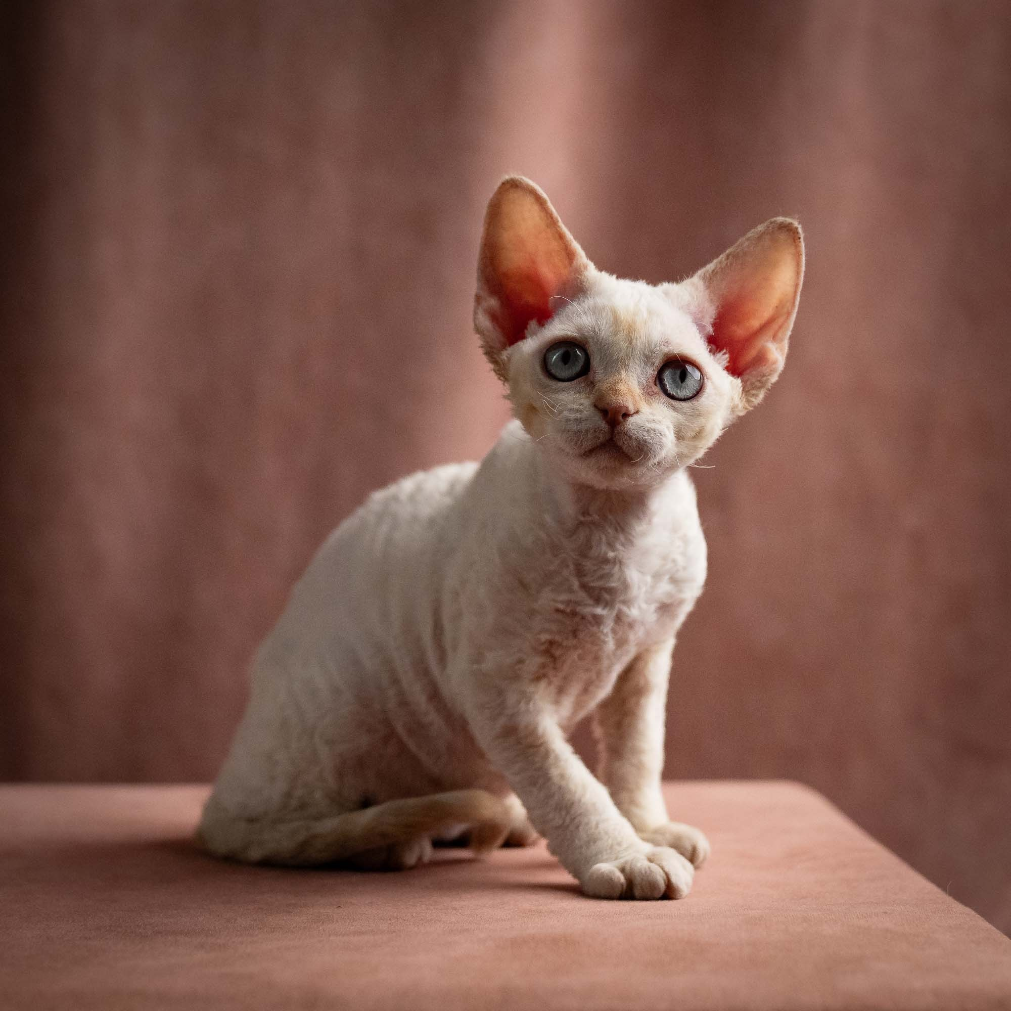 Quinn, girl, born 02.14.26. Devon Rex Pixie Cattery