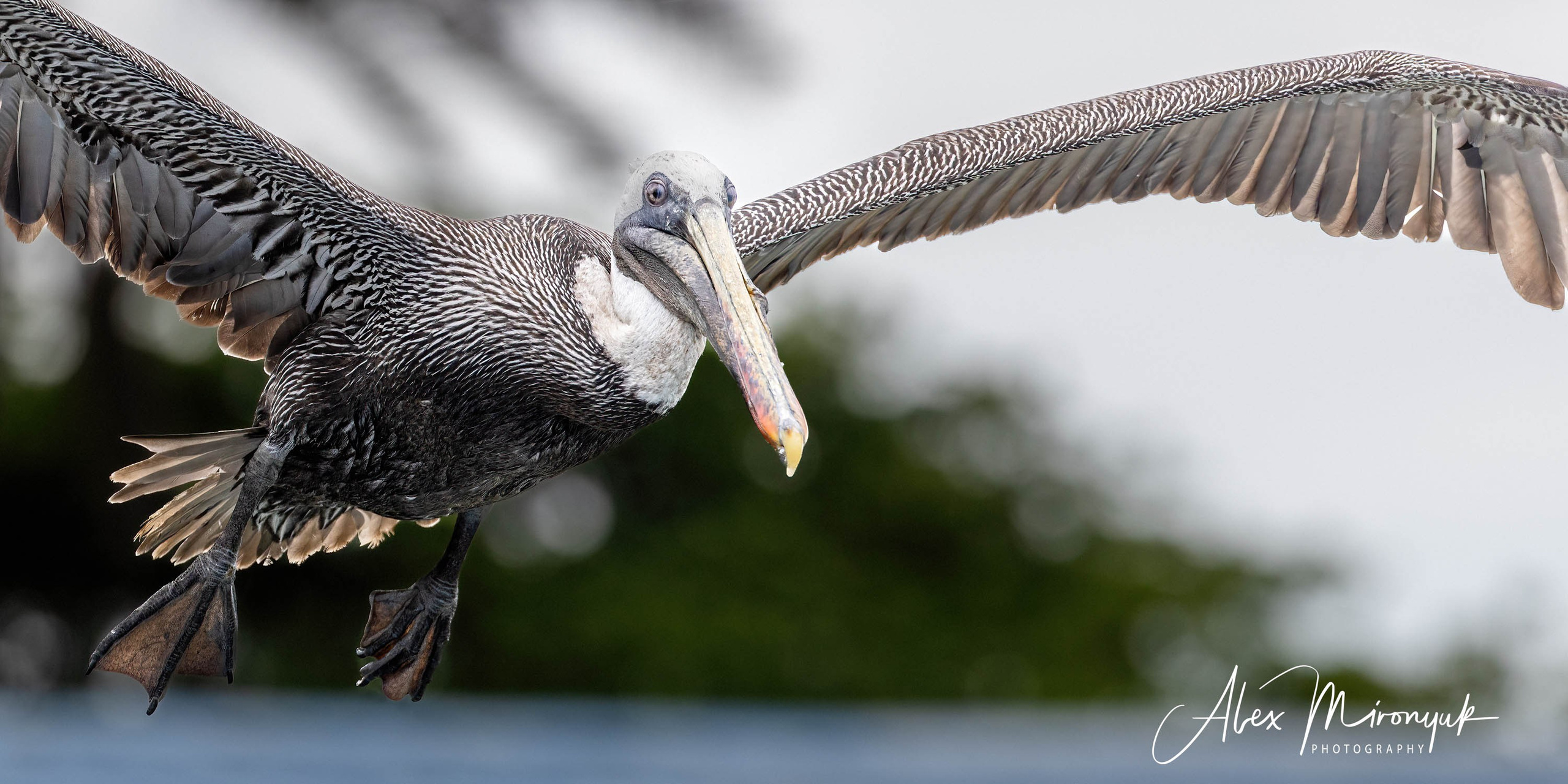 Galapagos Islands Adventure. Alex Mironyuk Photography