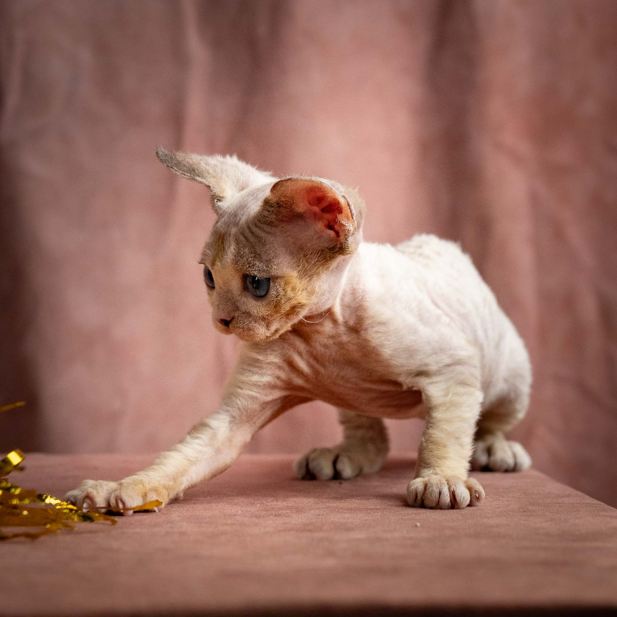 Rocco, boy, born 05.08.26. Devon Rex Pixie Cattery