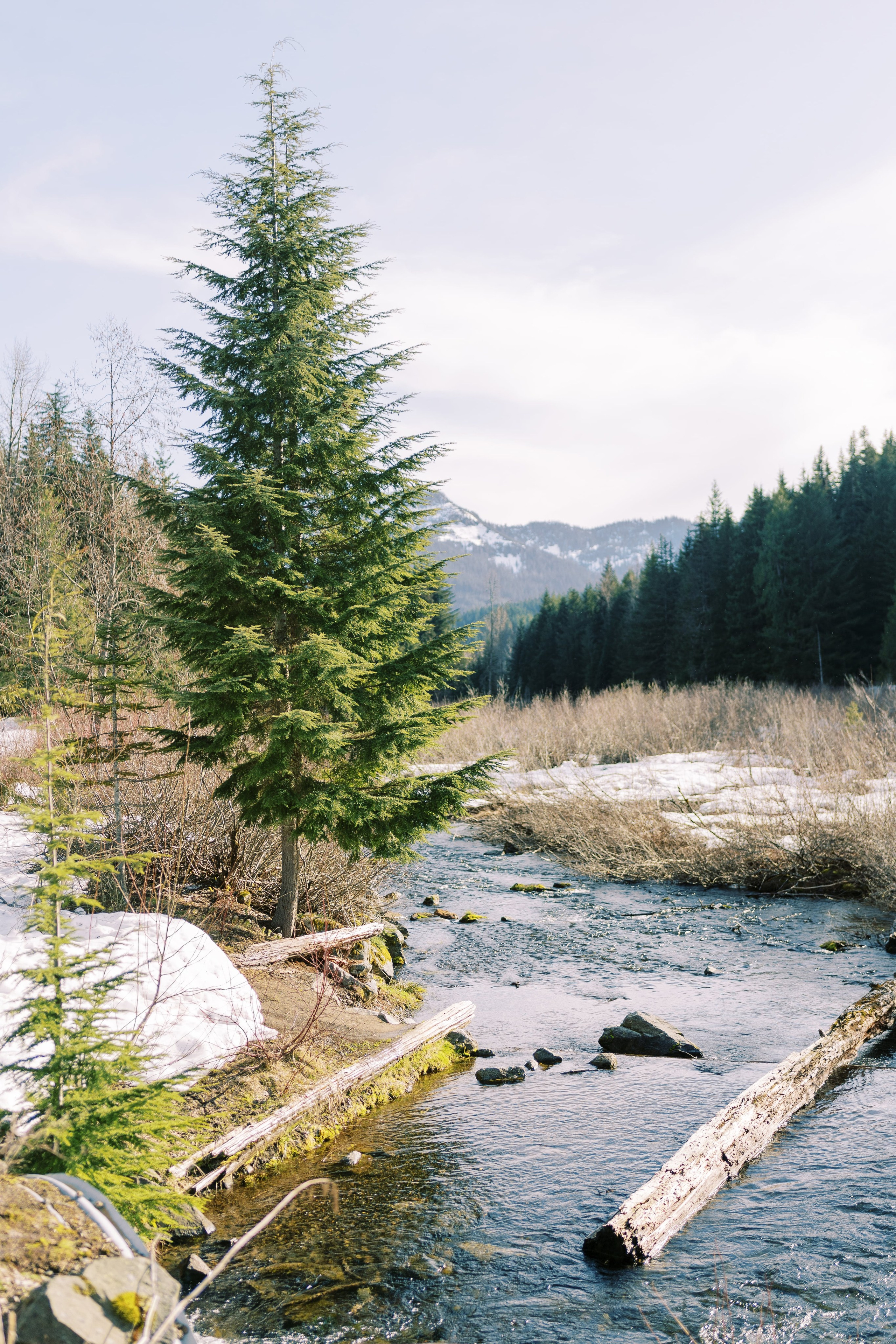 Engagement photo shoot Caitlyn & Riley / April 2024. Gold Creek Pond, WA. EVAN ARISTOV WEDDING PHOTOGRAPHY — Seattle Wedding Photographer