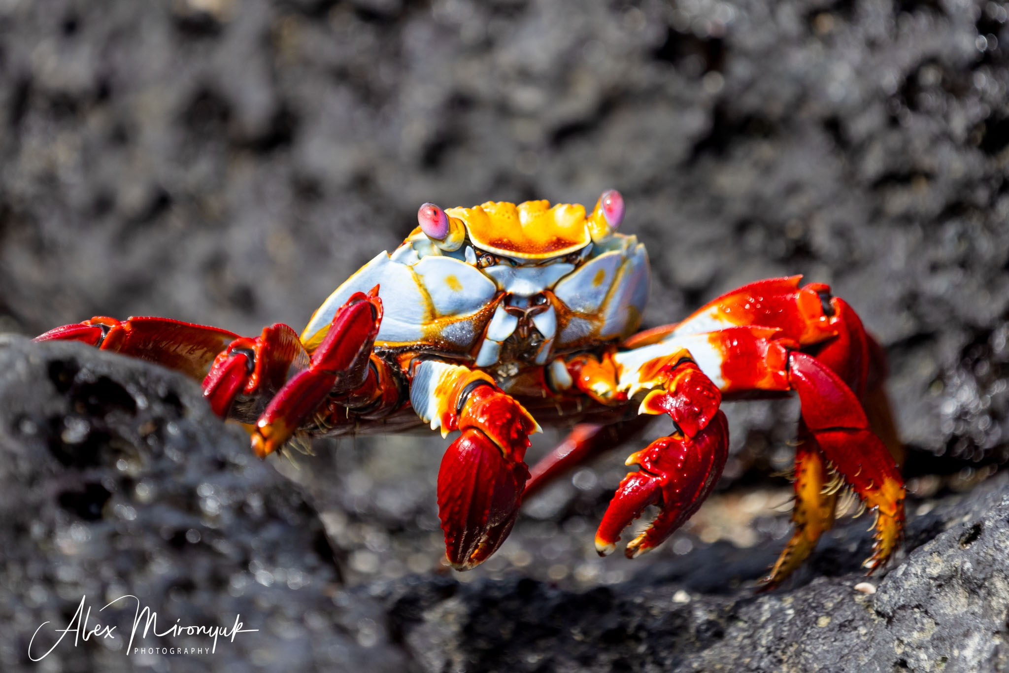 Galapagos Islands Adventure. Alex Mironyuk Photography