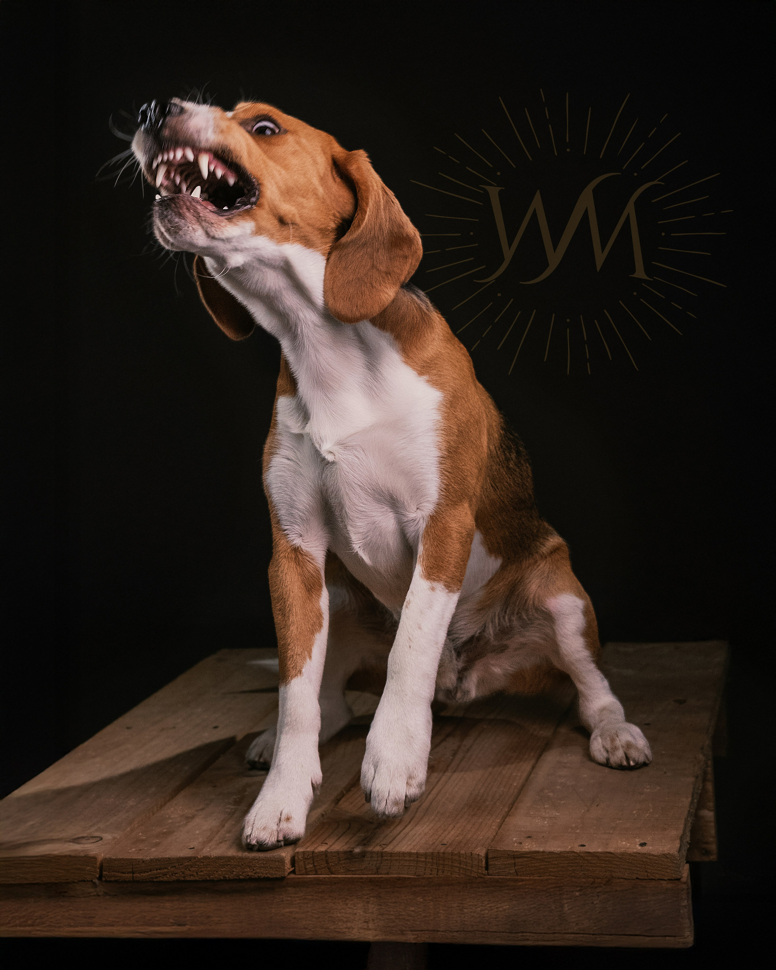 Fotografía animal. Inicio