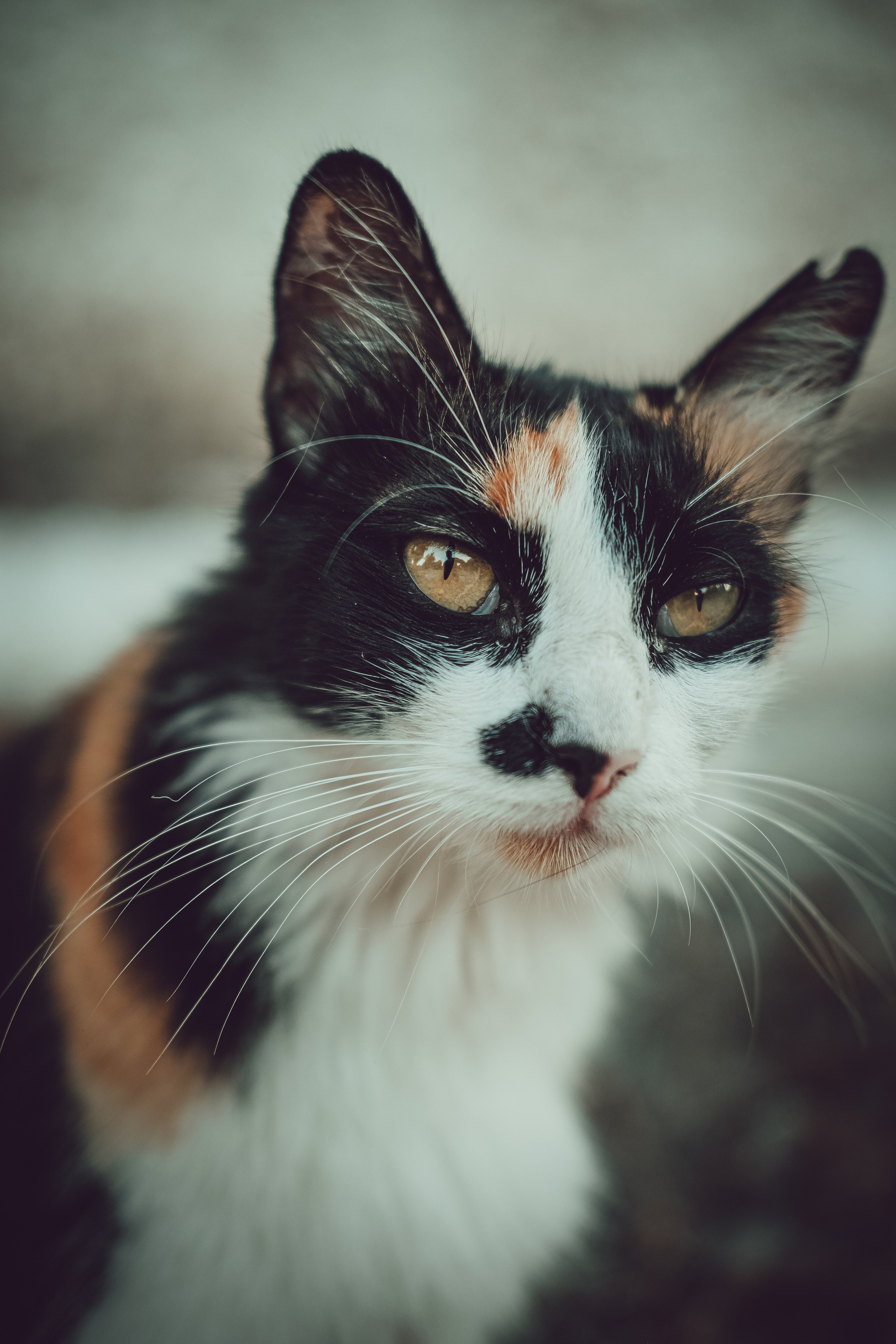 Feral Cat in Limassol