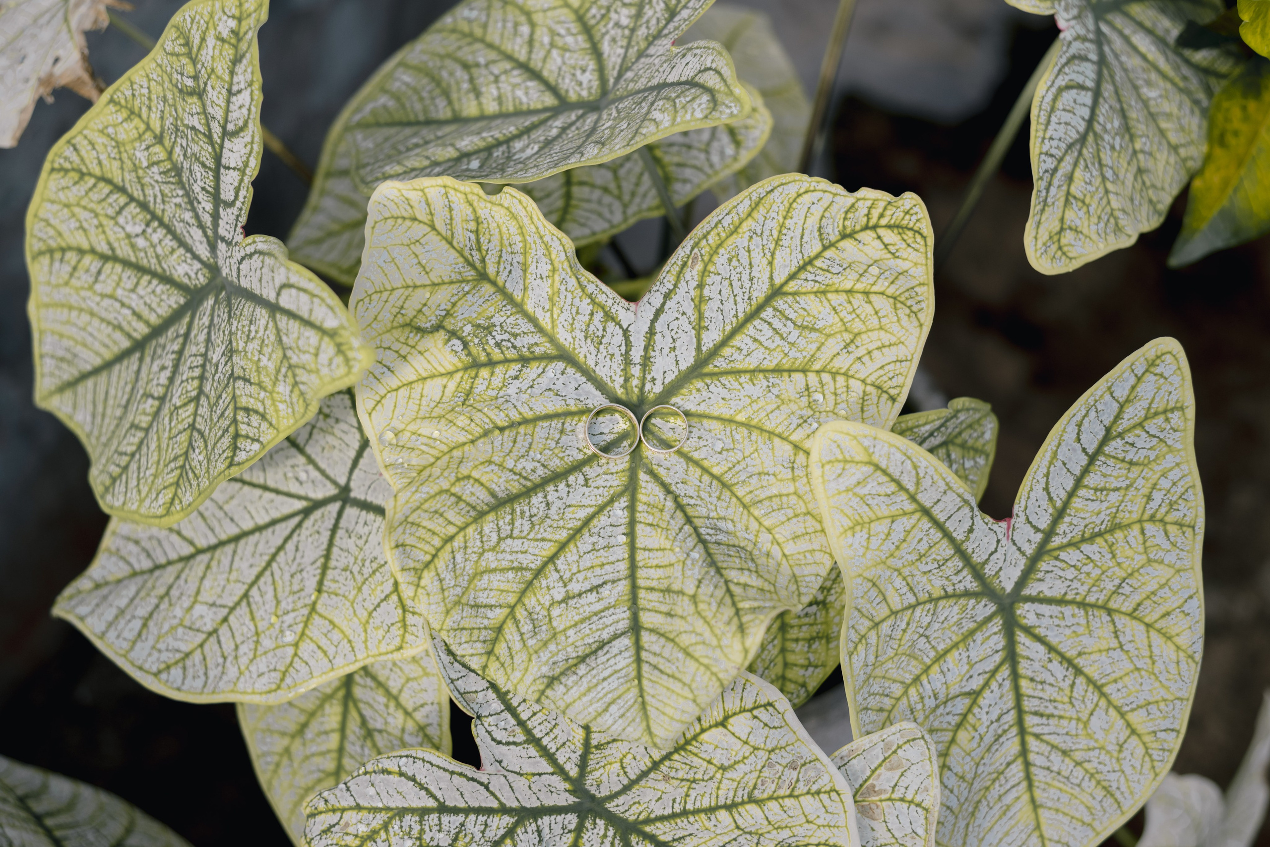 Detalles Fotogénicos en Bodas | No Olvides Estos Detalles – BanderArt. Fotógrafos de bodas en Barranquilla, Cartagena y Santa Marta | BanderArt