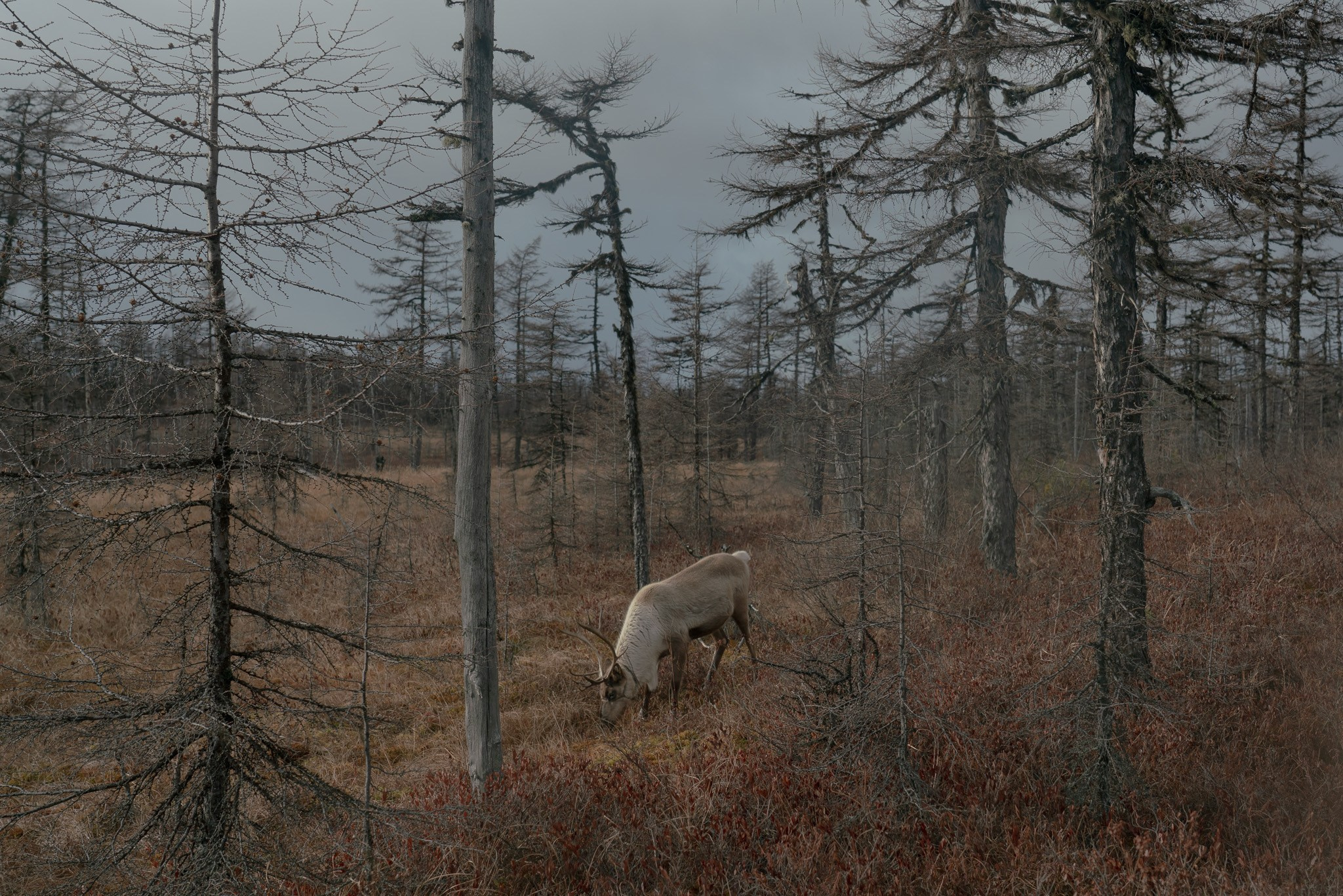 Disappearing people. Marina Sycheva