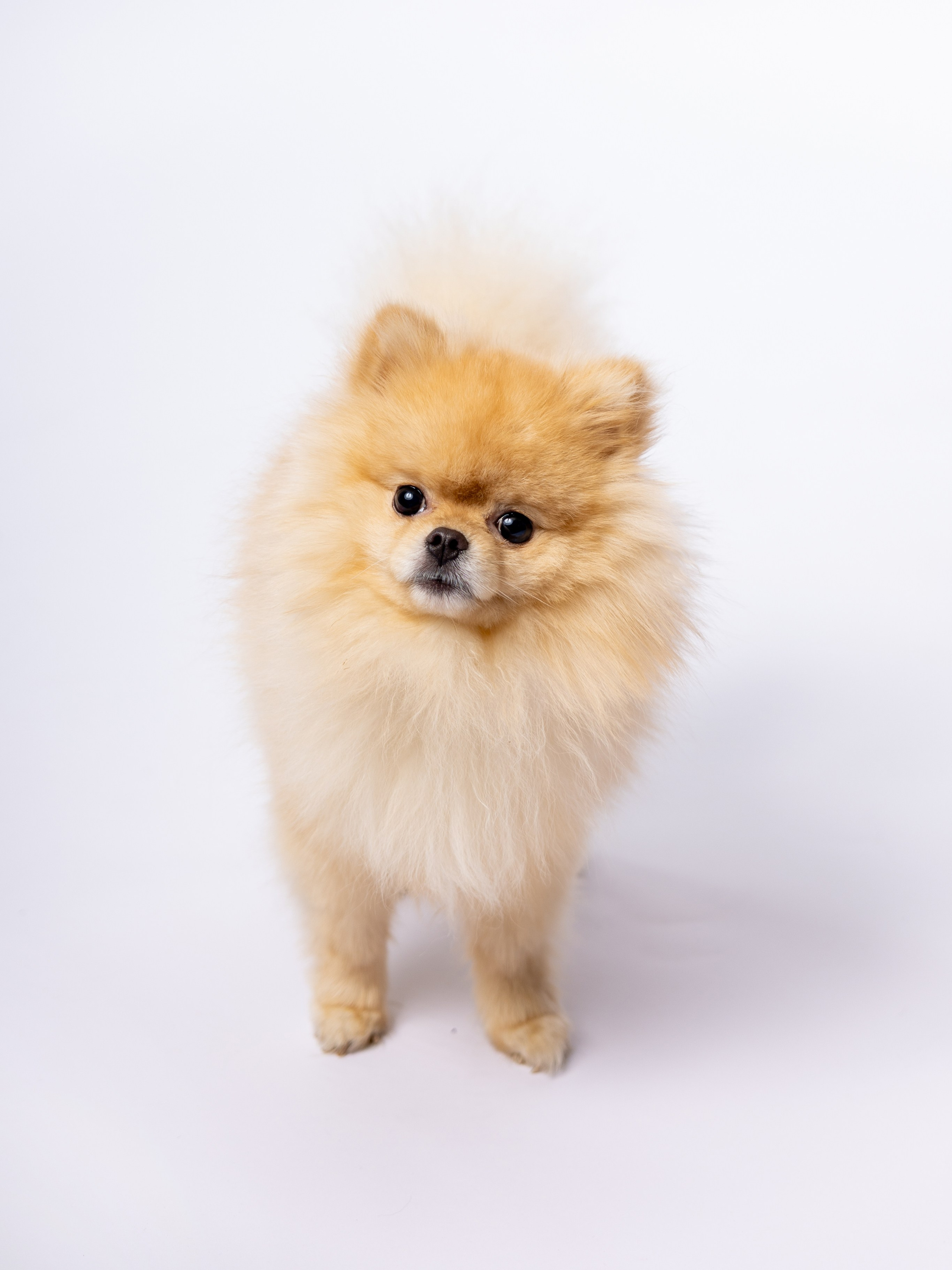 Studio. Romantic & Soulful Photography by Natalia Olhova in Rotterdam