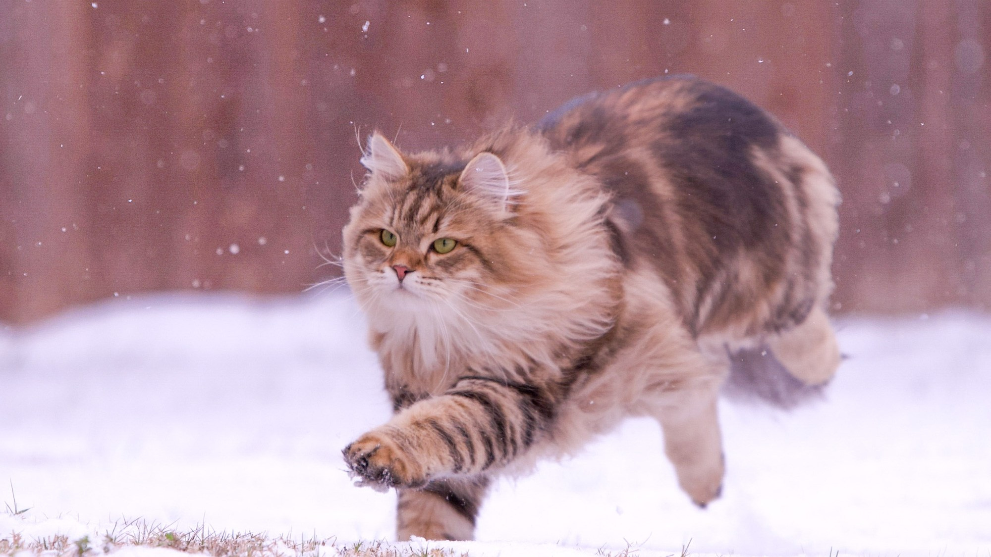 Our Story | Astera Siberians | Ethical Siberian Cat Breeder in Texas. Astera Siberians |Hypoallergenic Kittens