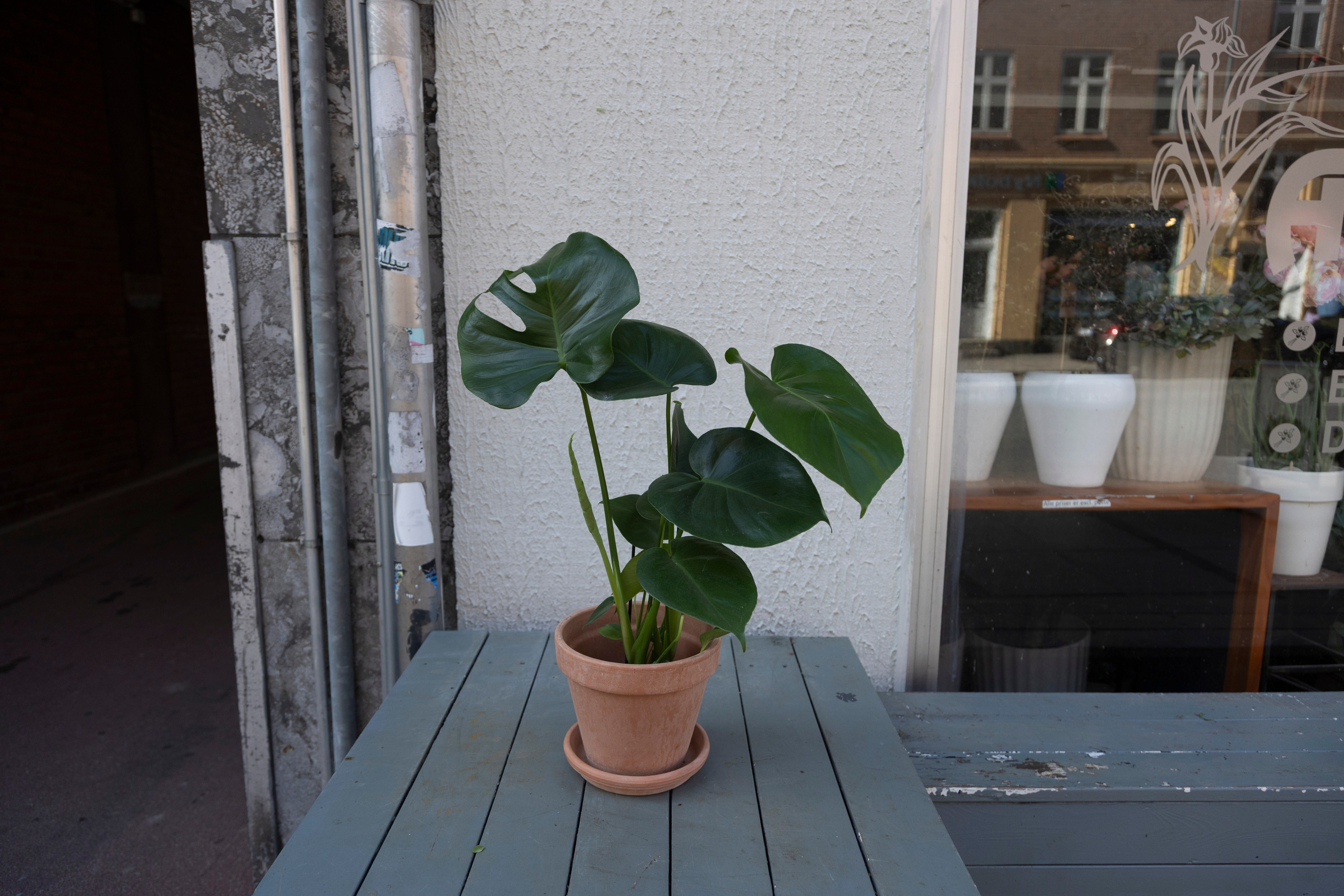 Gavekurve i Aarhus. Akropolis Blomster | Din døgn blomsterbutik i Aarhus