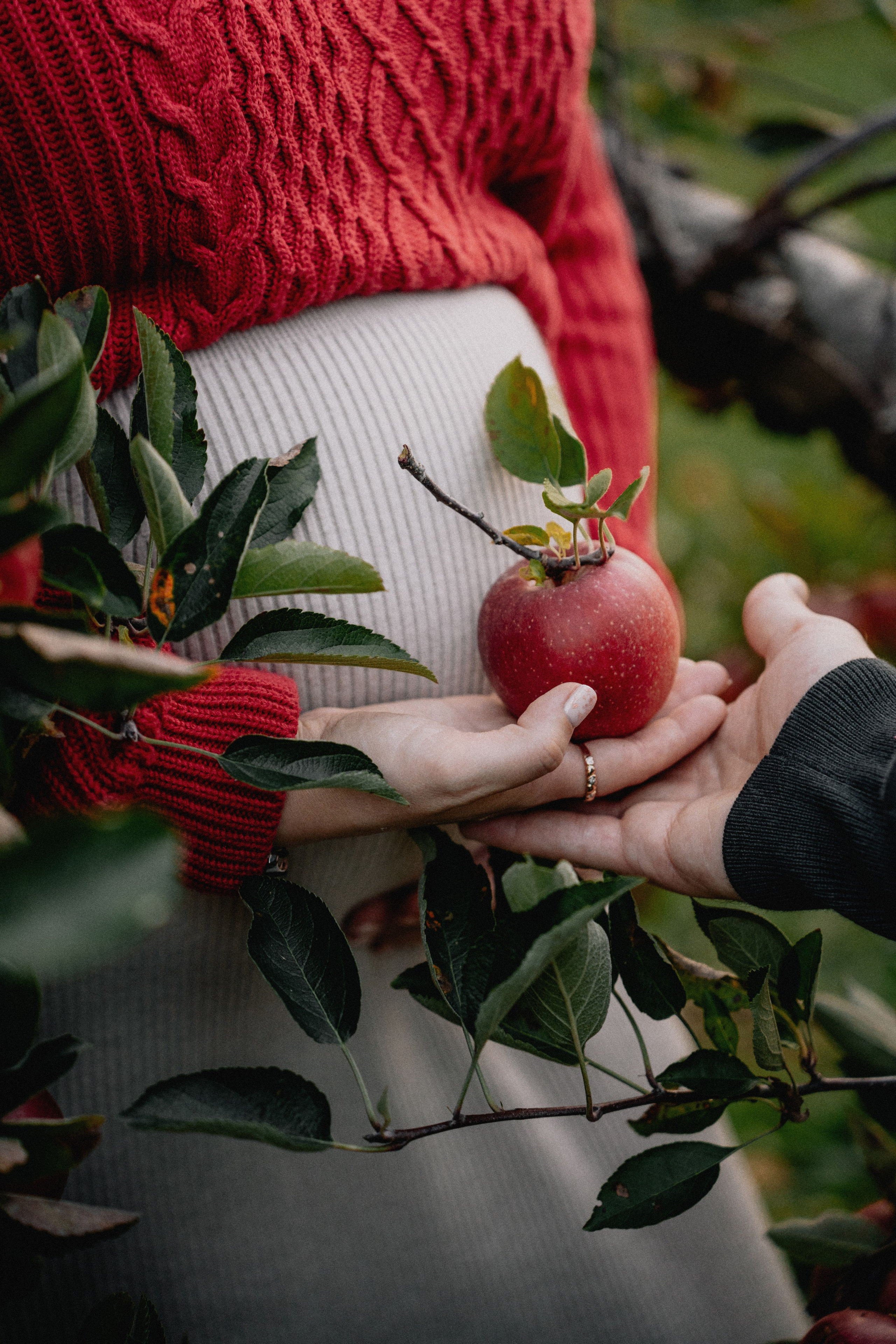 Fall Maternity Photography – Golden Autumn & Apple Orchard Magic. Alisa Tant — Family and newborn photographer Bucks County, Montgomery county, Philadelphia, NJ