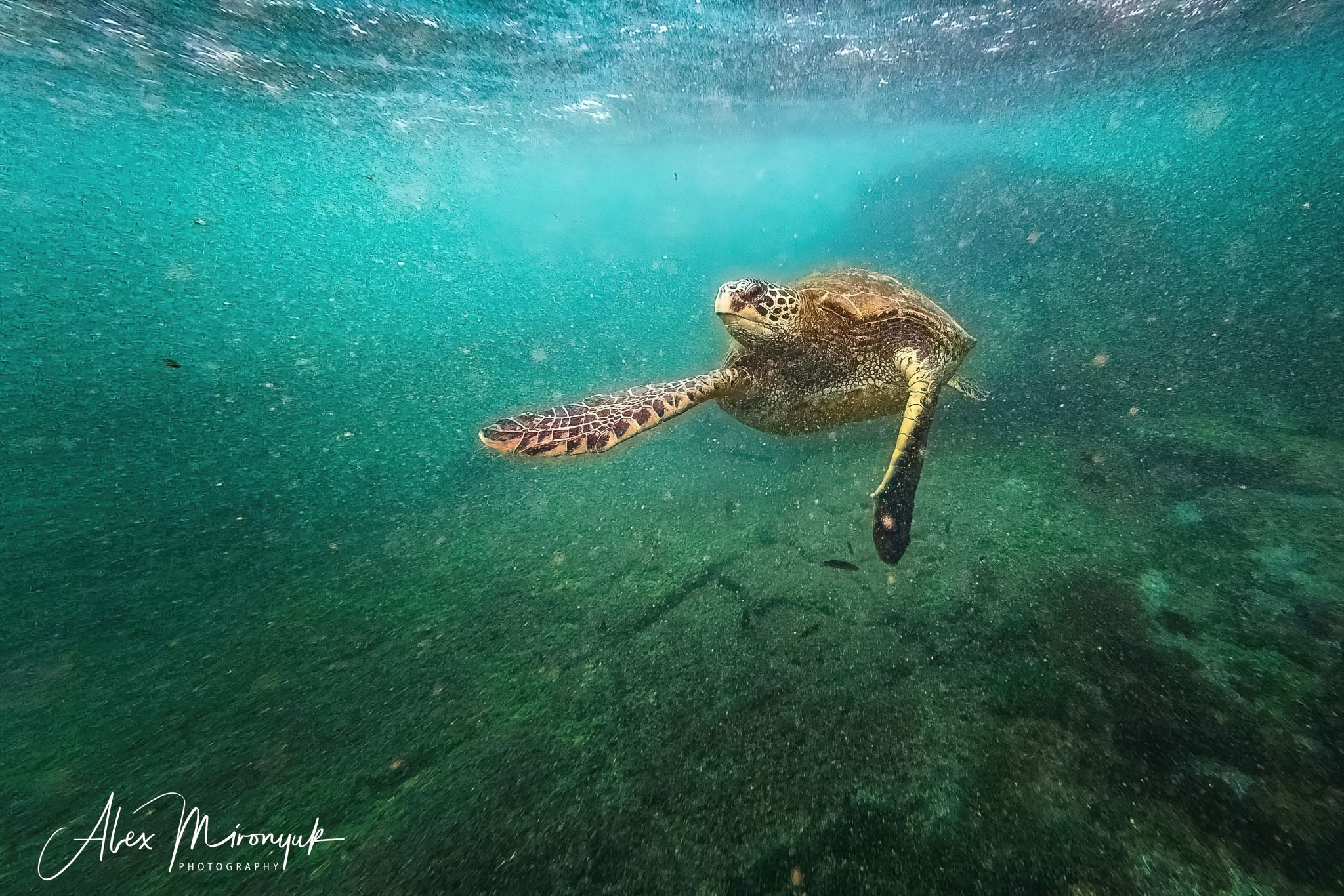 Galapagos Islands Adventure. Alex Mironyuk Photography